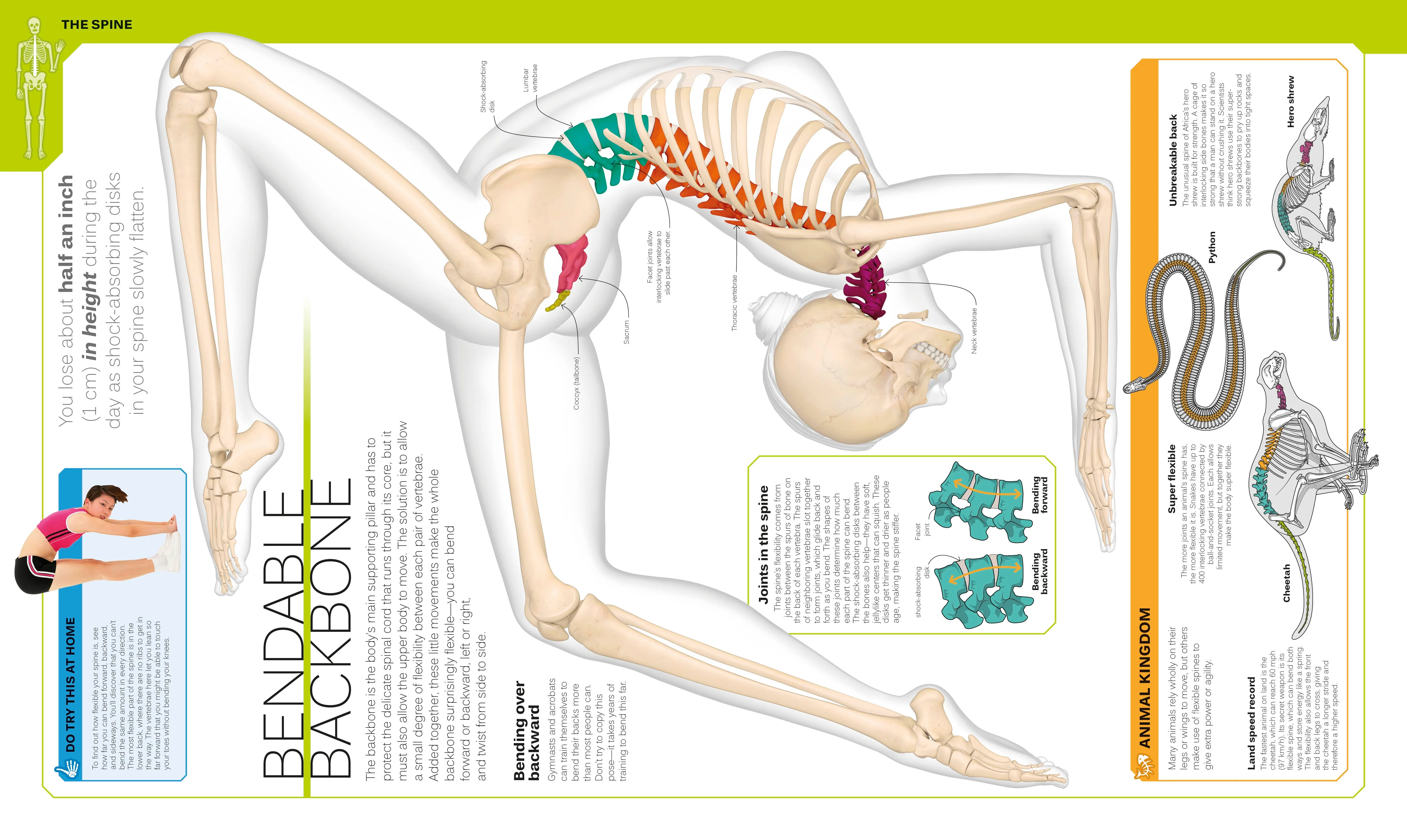 The Skeleton Book - Image 3