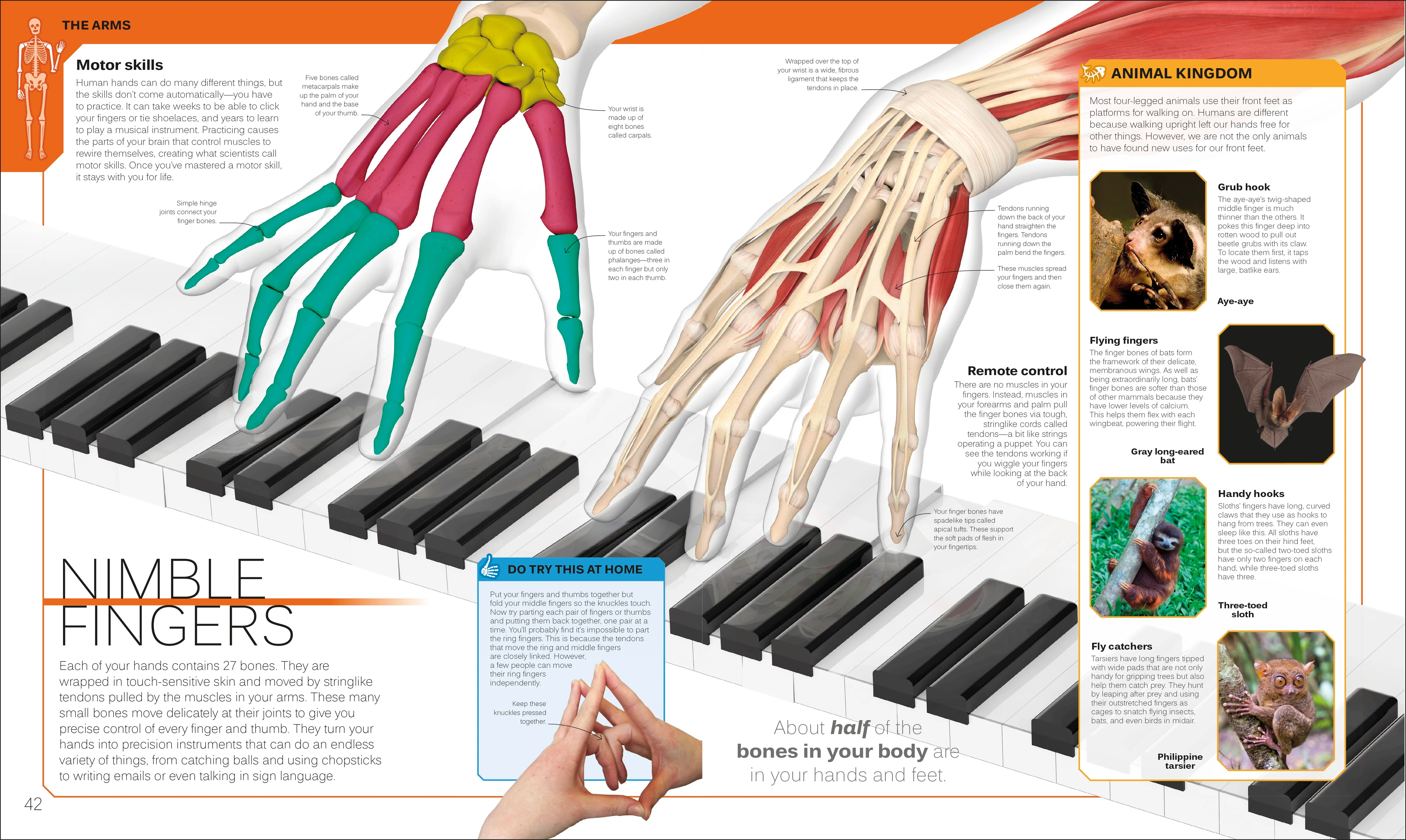 The Skeleton Book - Image 4