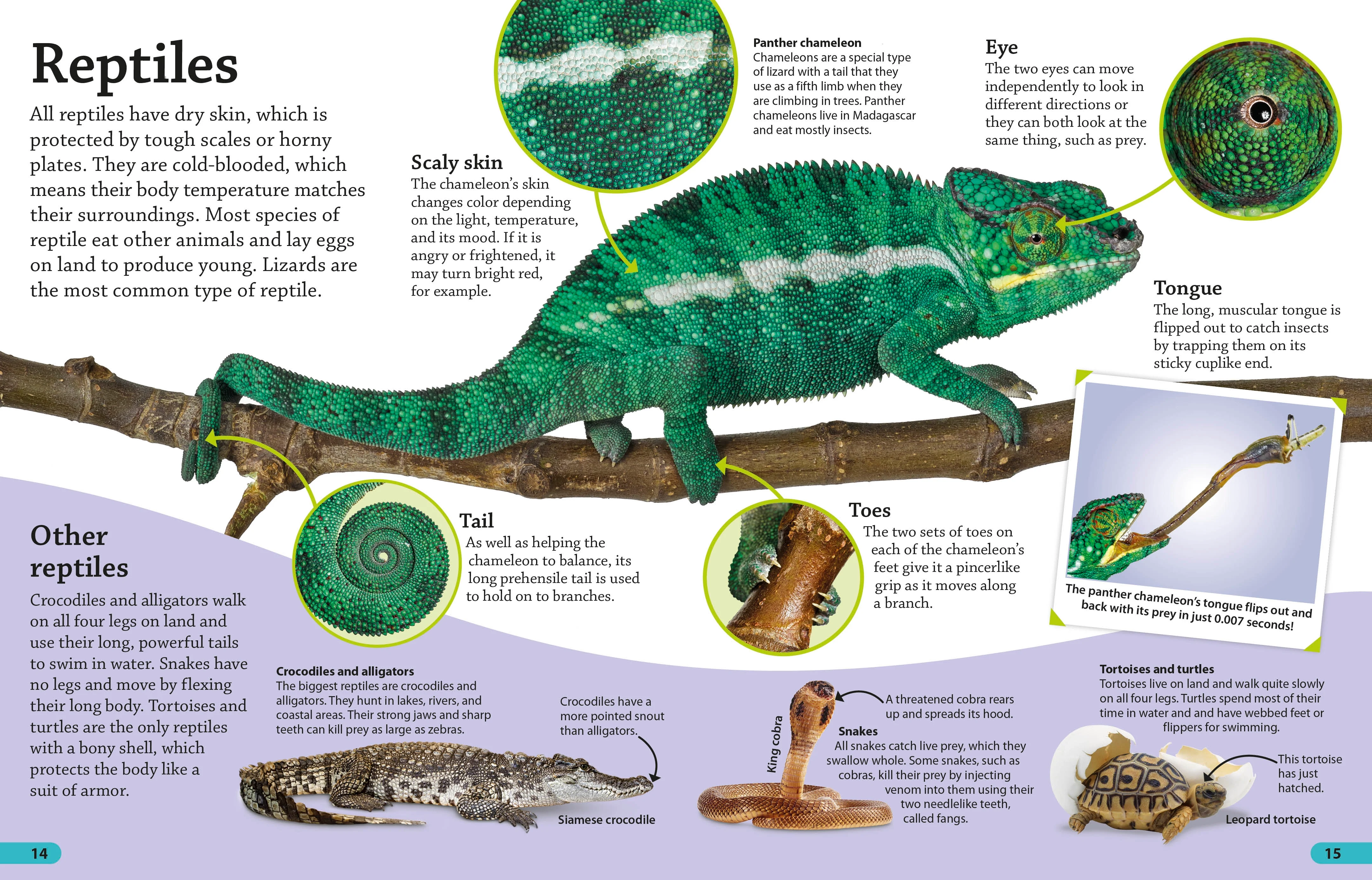 DKfindout! Animals - Image 3