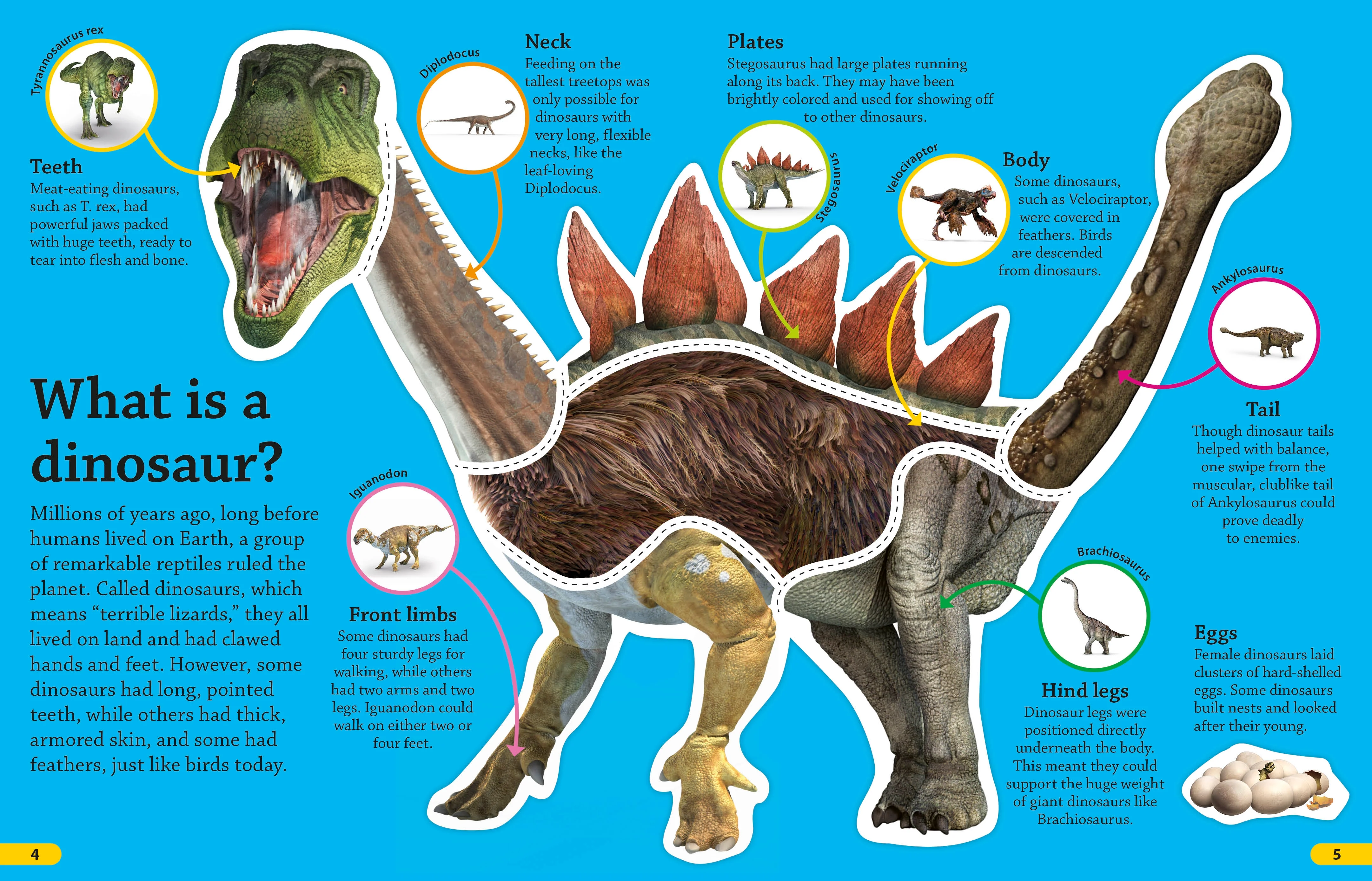 DKfindout! Dinosaurs - Image 2