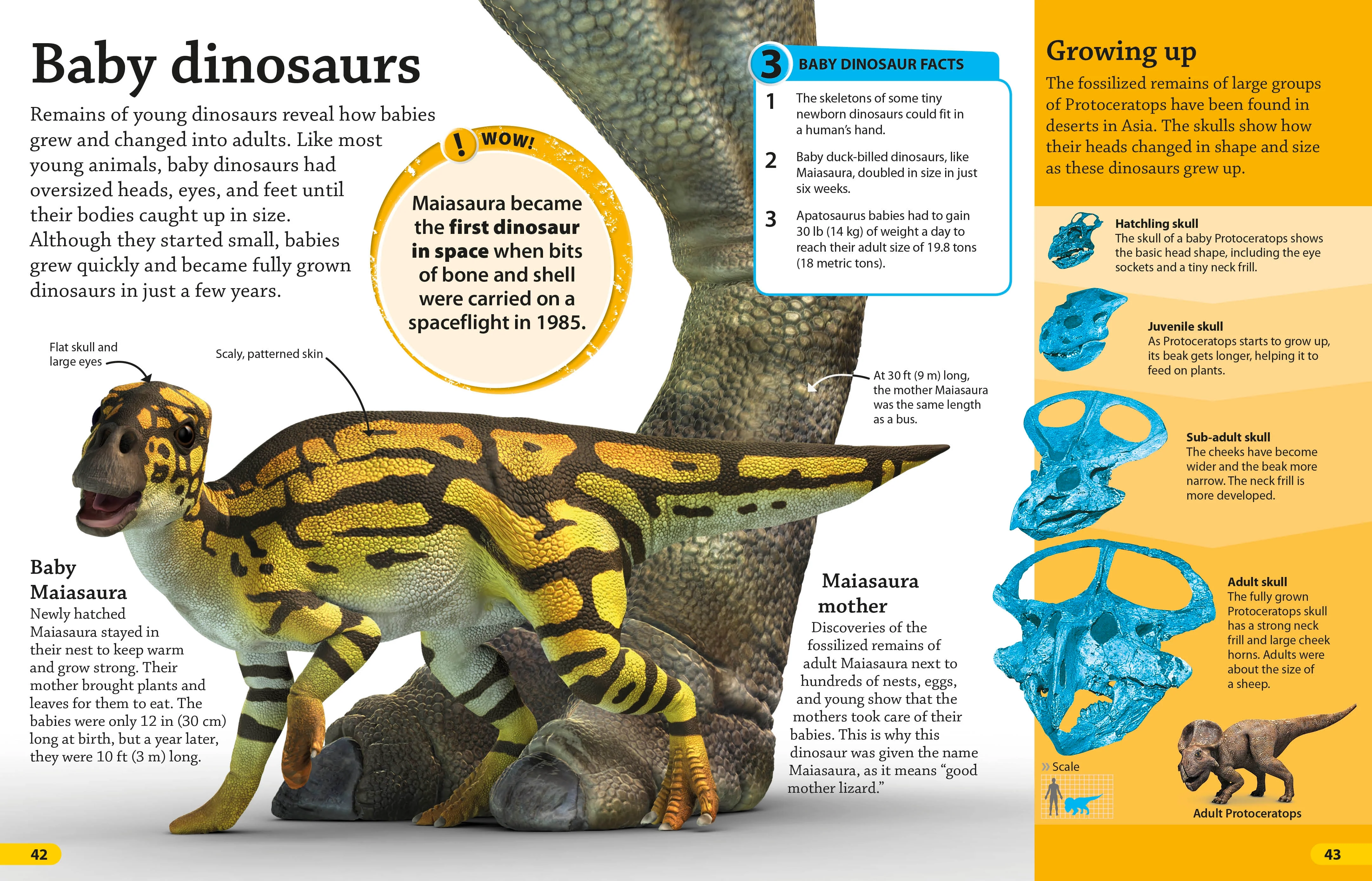 DKfindout! Dinosaurs - Image 5
