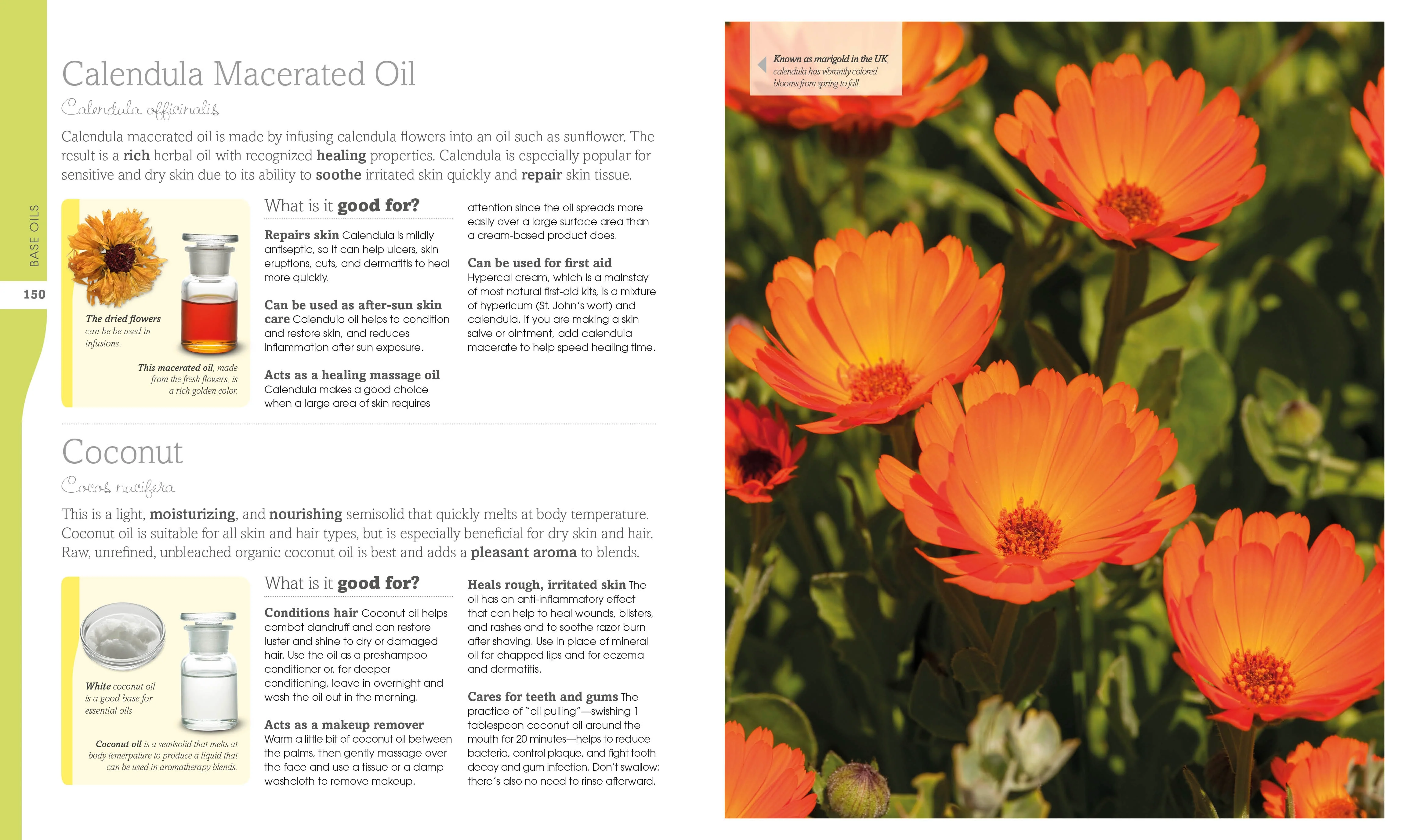Essential Oils - Image 3
