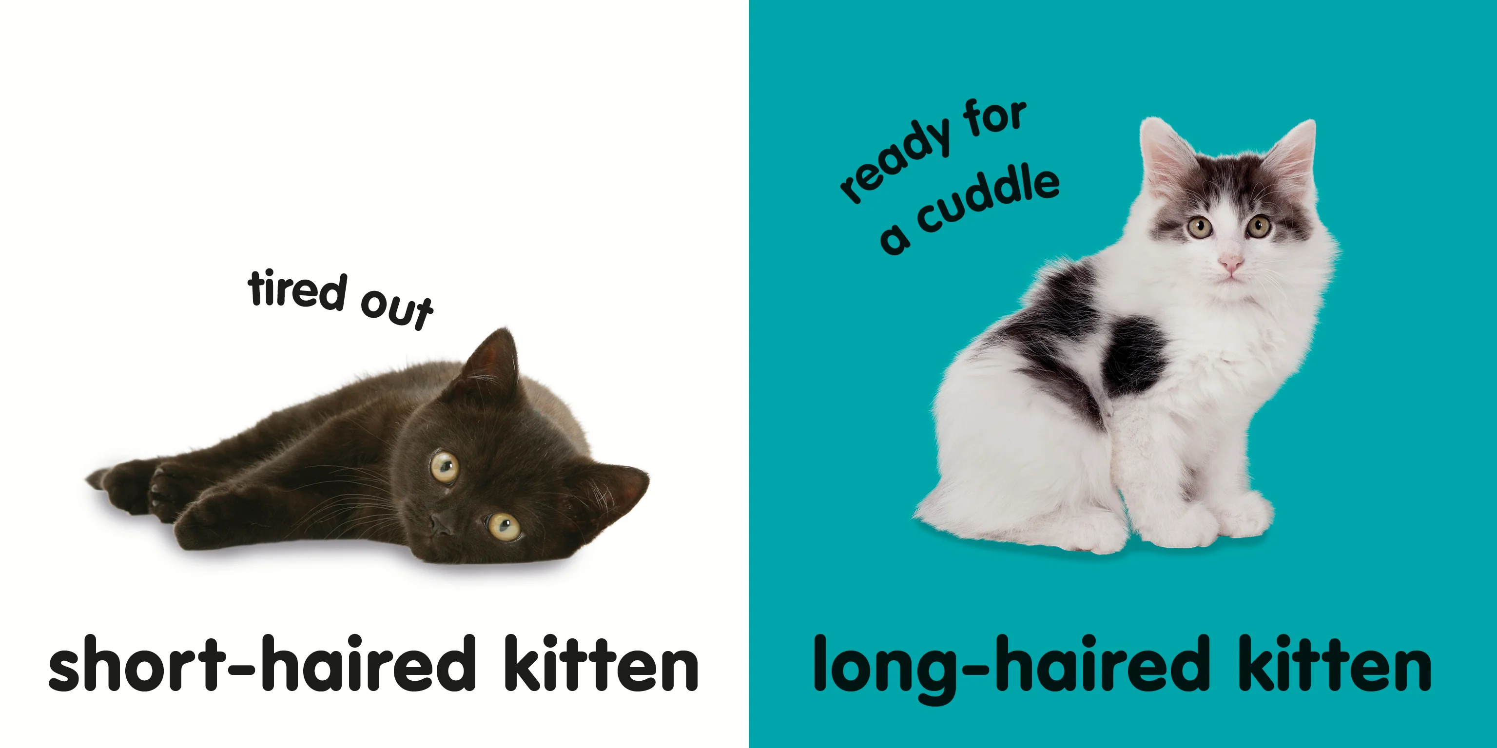 Baby Touch and Feel Kittens - Image 3