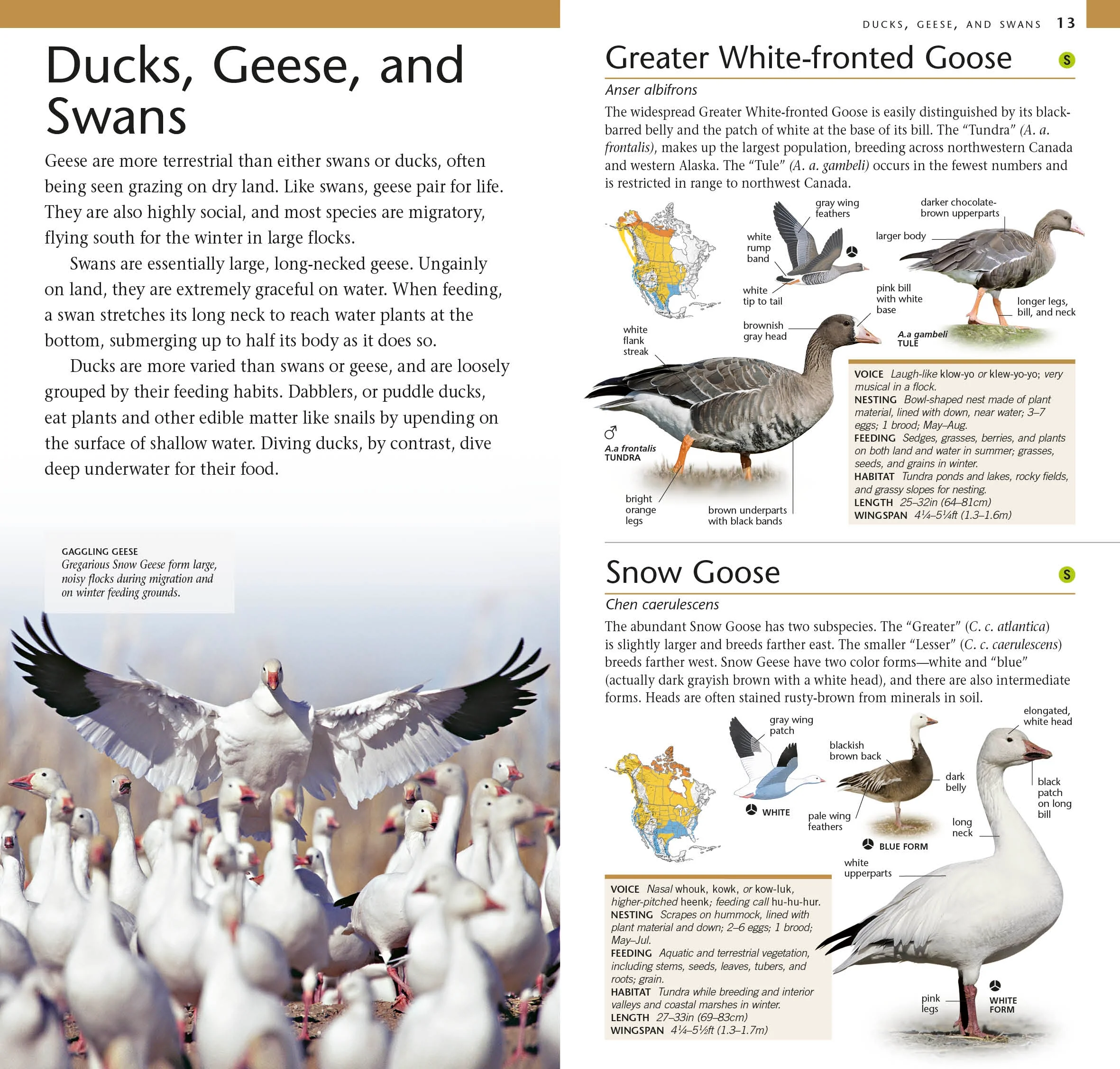 American Museum of Natural History: Pocket Birds of North America, Western Region - Image 2