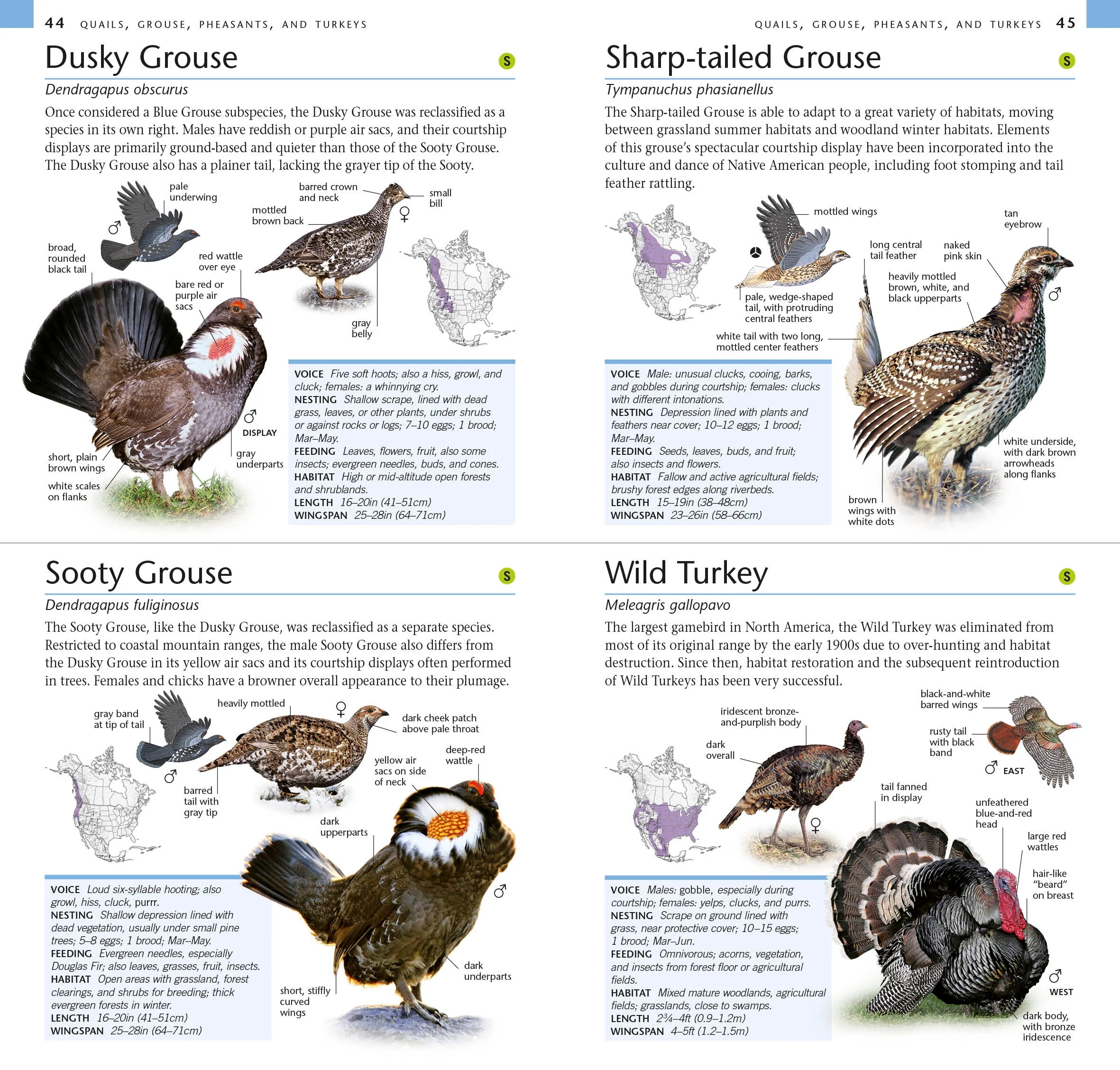 American Museum of Natural History: Pocket Birds of North America, Western Region - Image 3