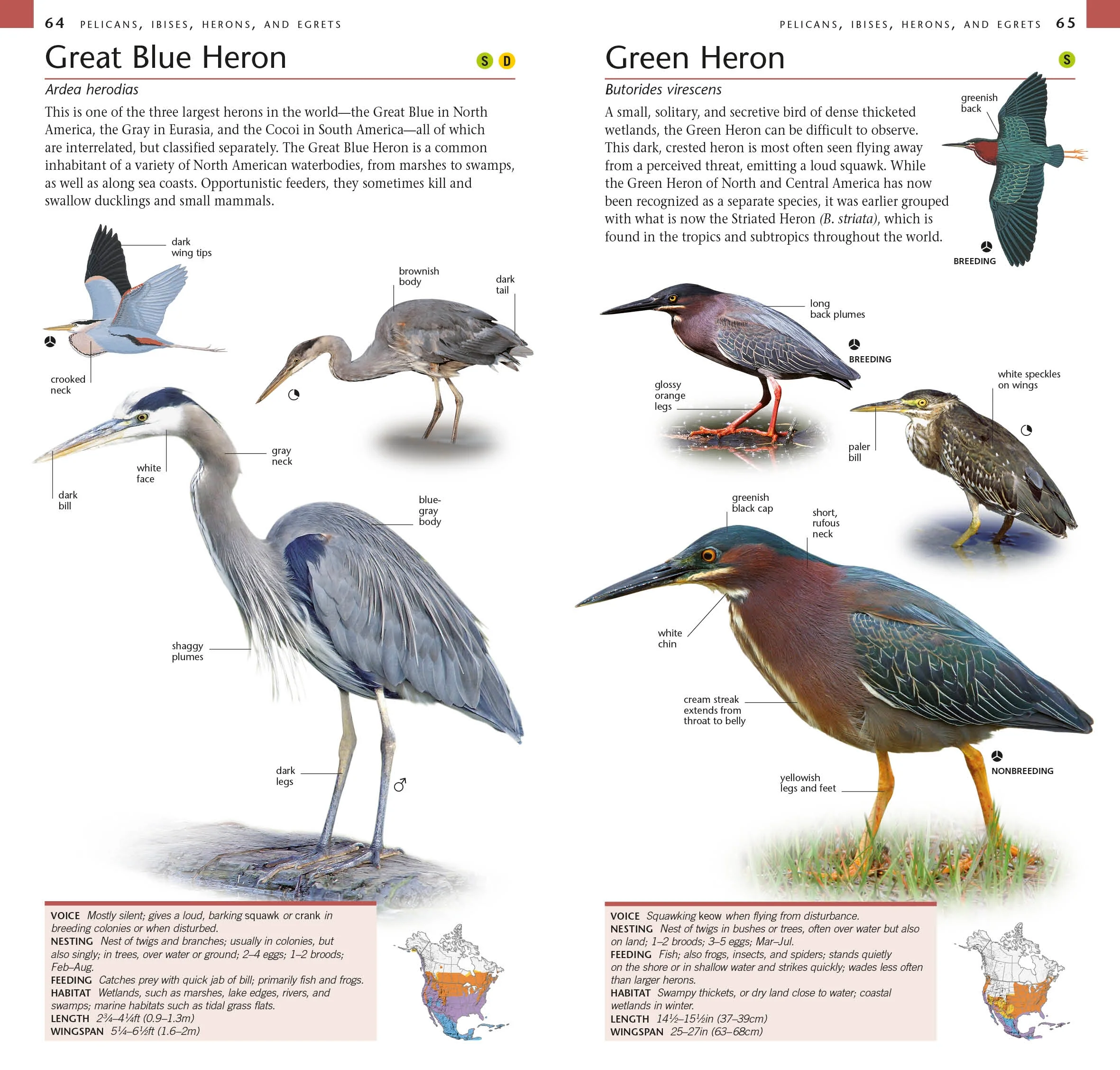 American Museum of Natural History: Pocket Birds of North America, Western Region - Image 4