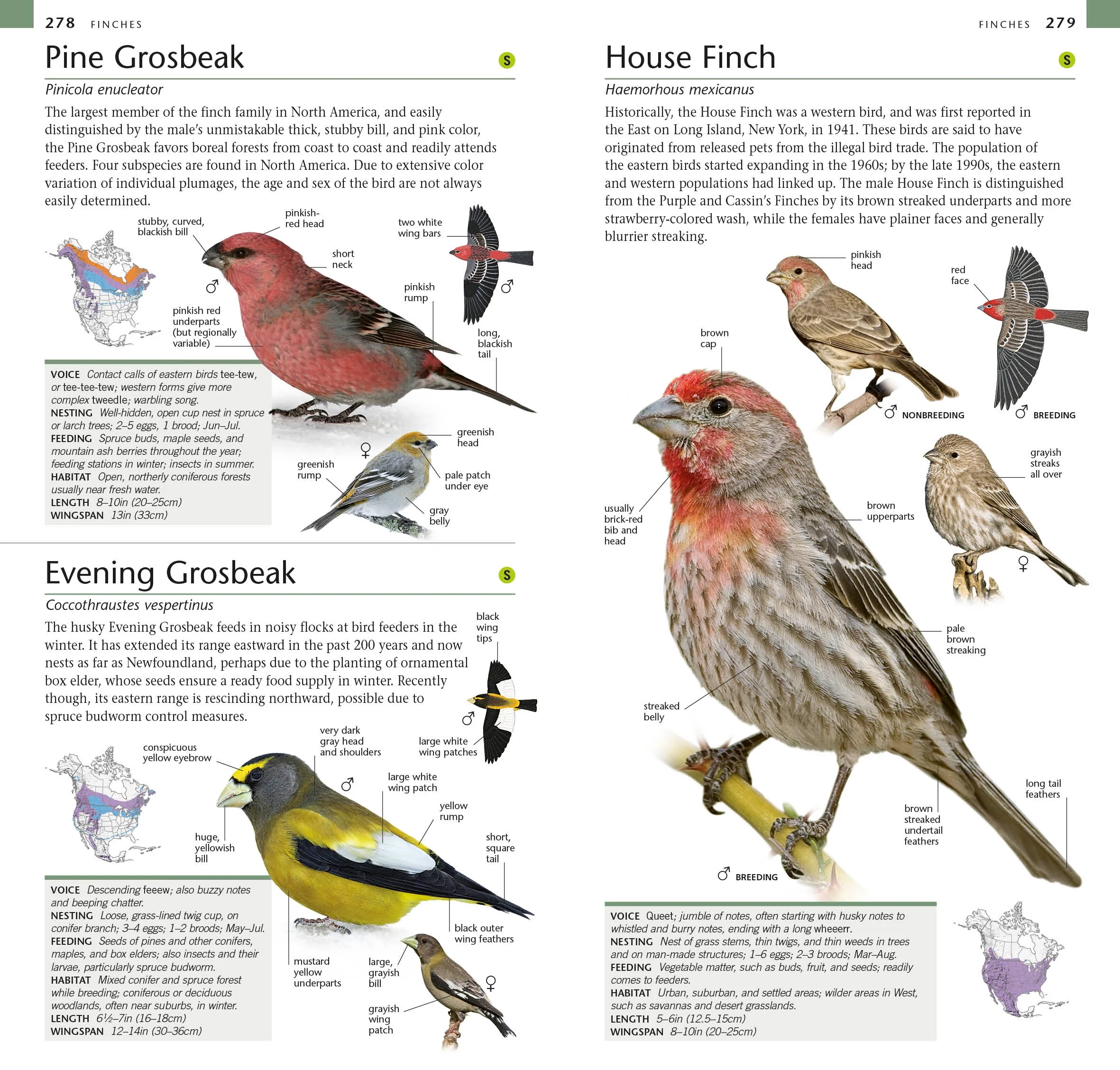 American Museum of Natural History: Pocket Birds of North America, Western Region - Image 5