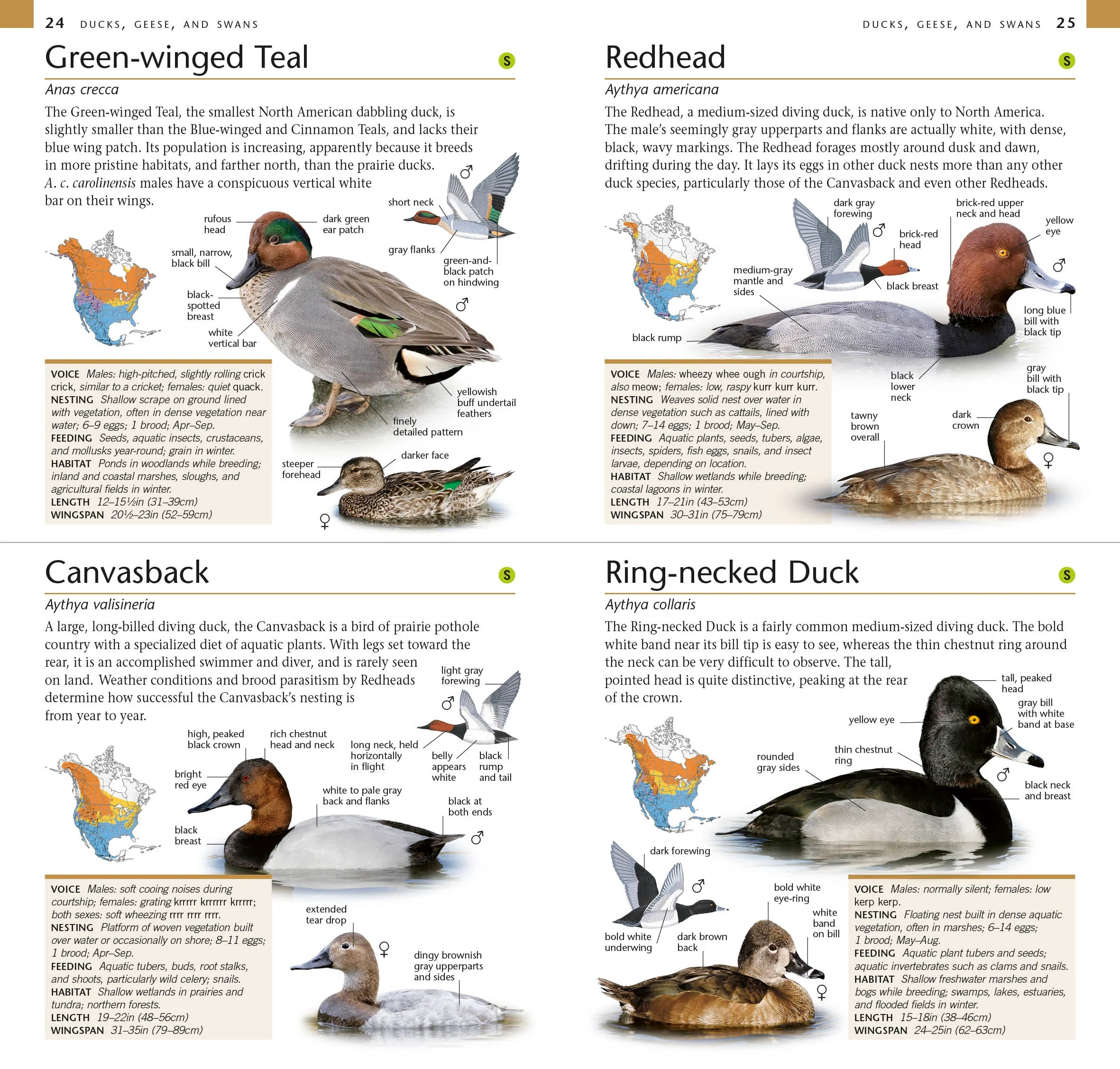 American Museum of Natural History: Pocket Birds of North America, Eastern Region - Image 2