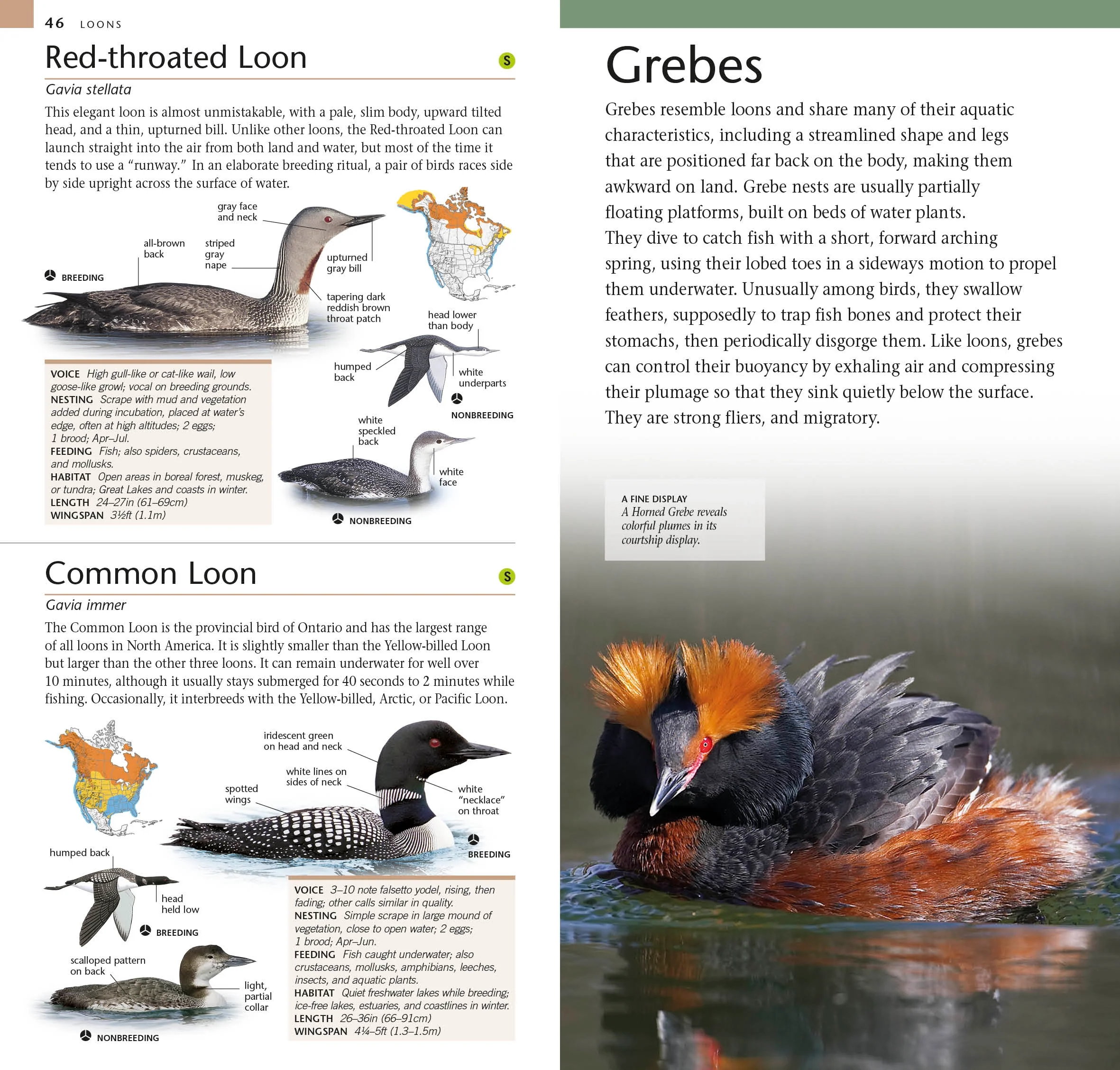 American Museum of Natural History: Pocket Birds of North America, Eastern Region - Image 3