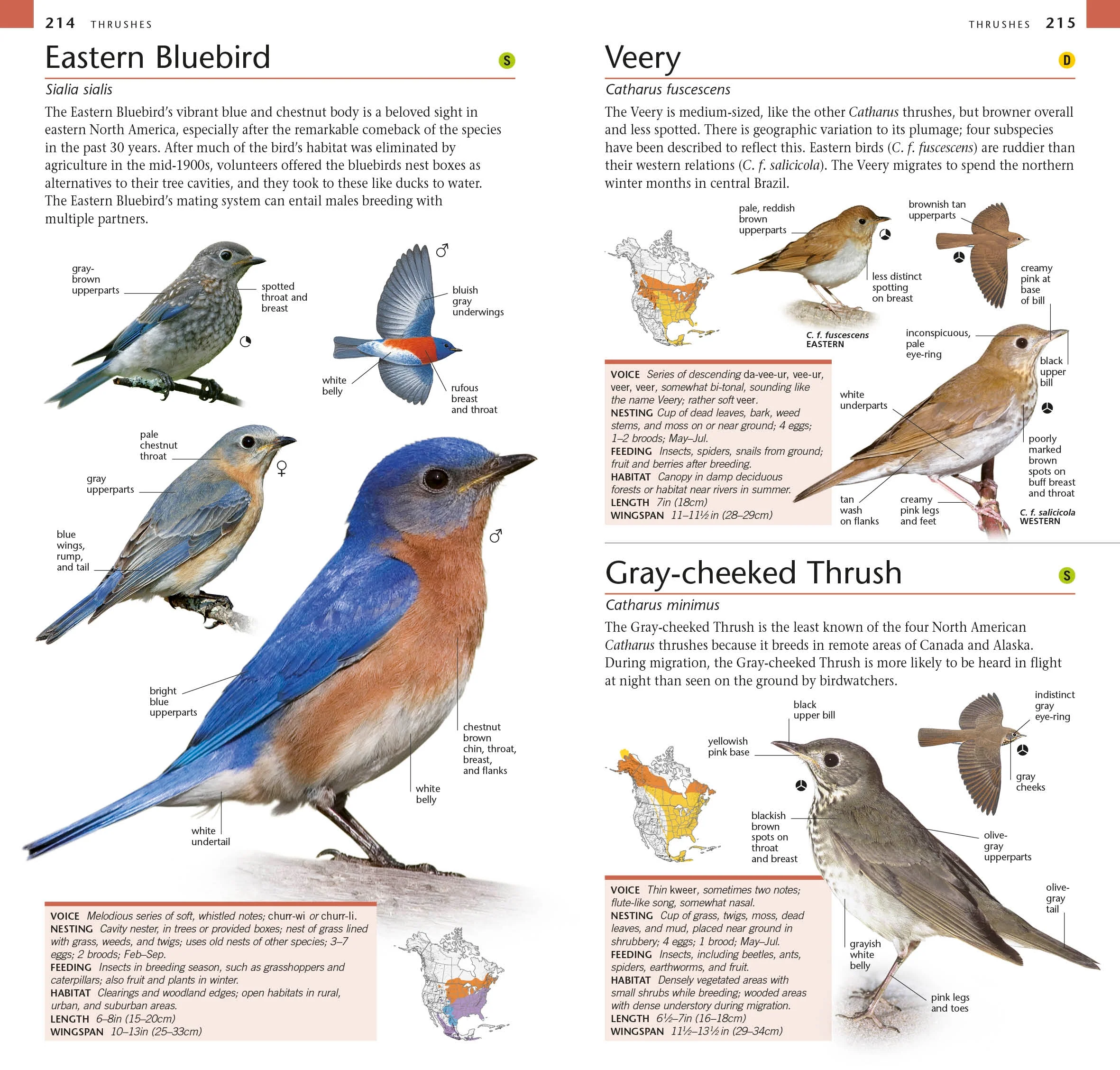 American Museum of Natural History: Pocket Birds of North America, Eastern Region - Image 4