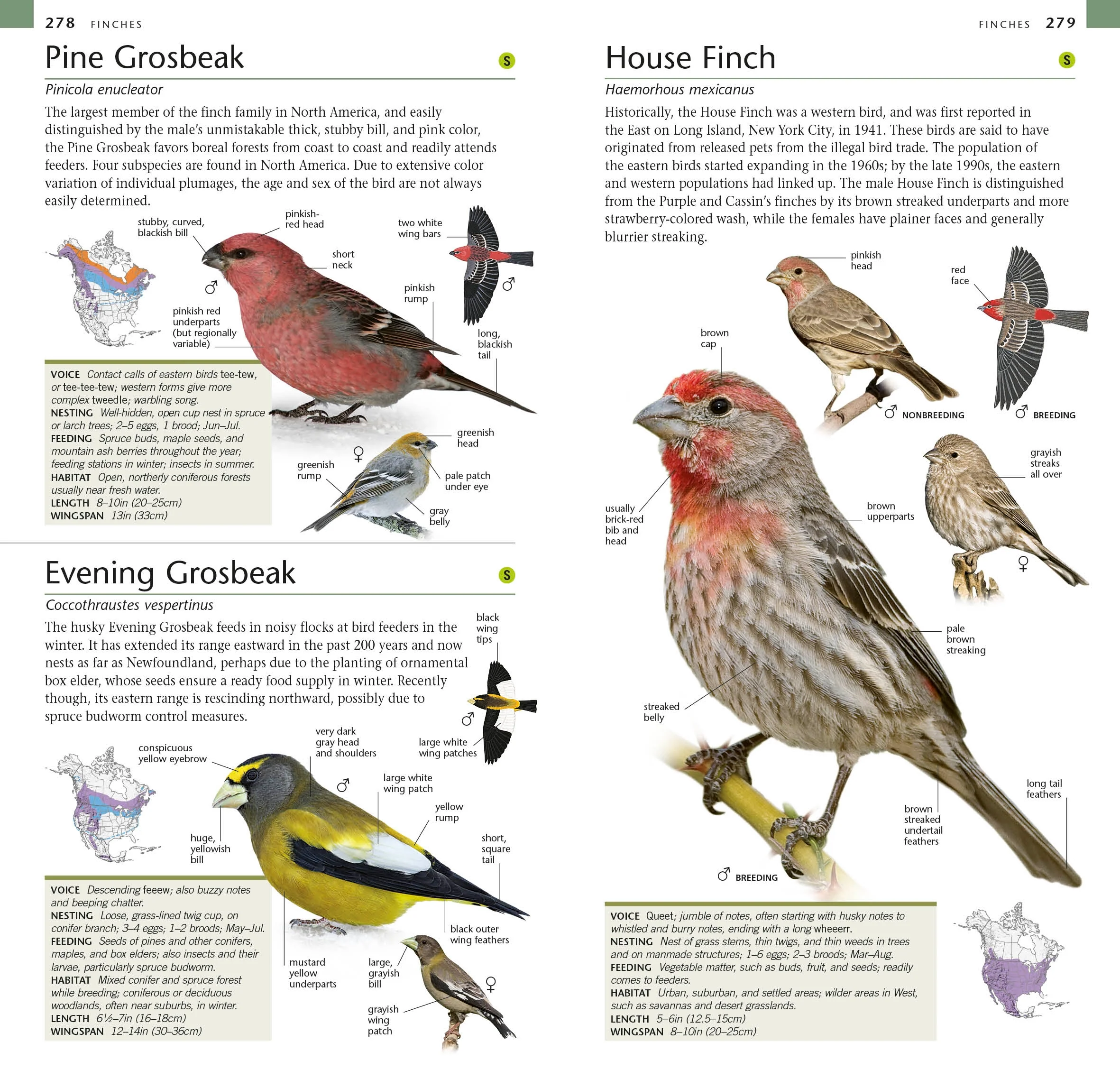 American Museum of Natural History: Pocket Birds of North America, Eastern Region - Image 5