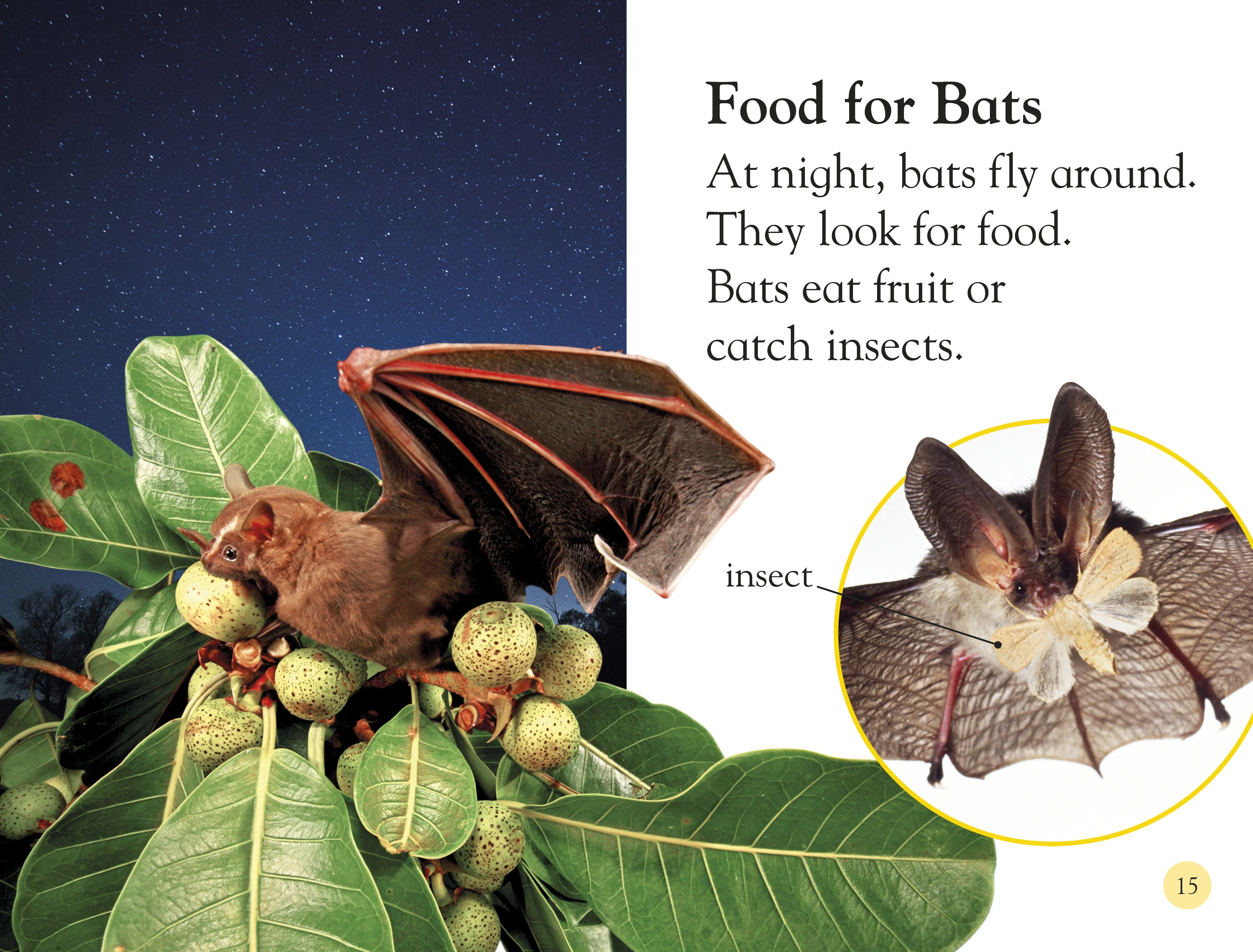 DK Readers L1: All About Bats - Image 7