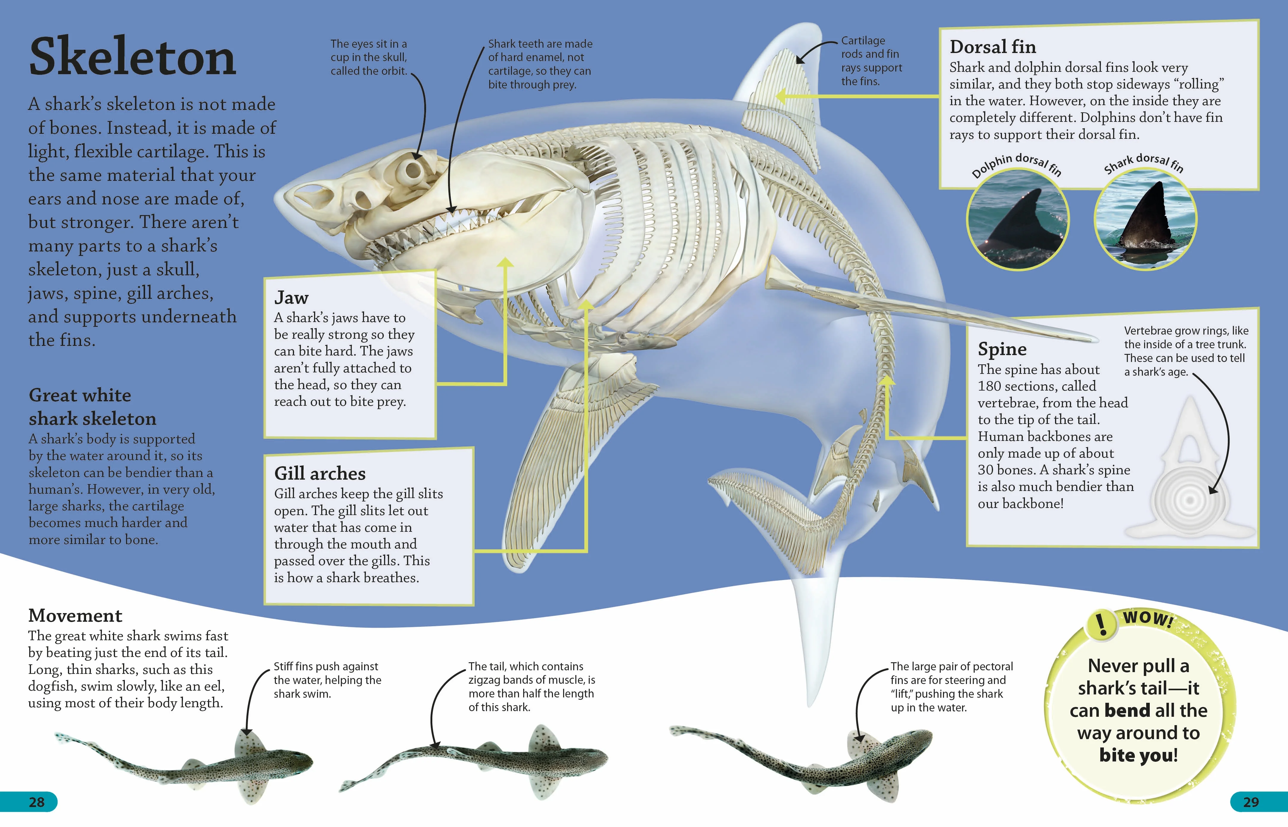 DKfindout! Sharks - Image 2