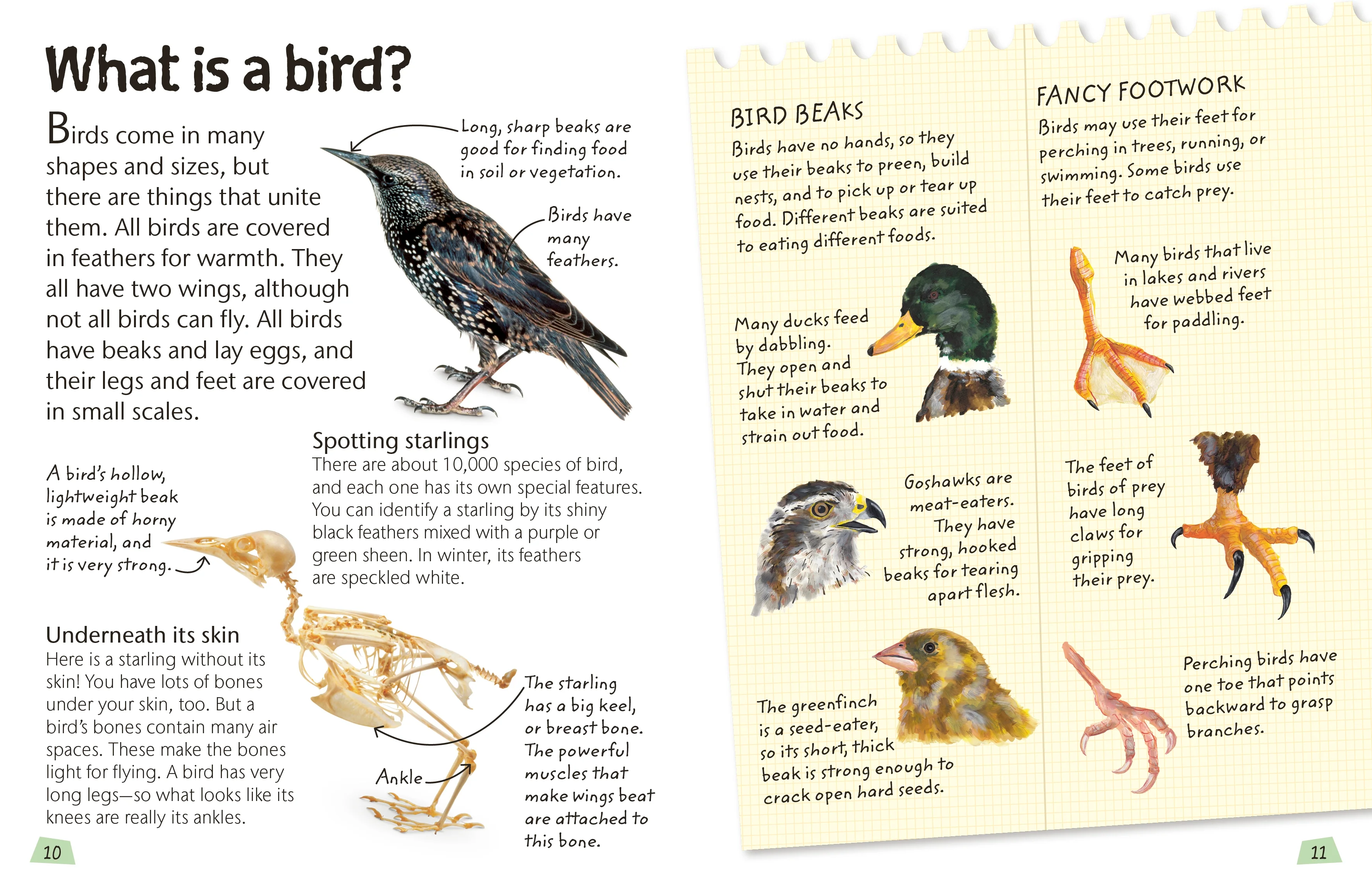 Birds - Image 3
