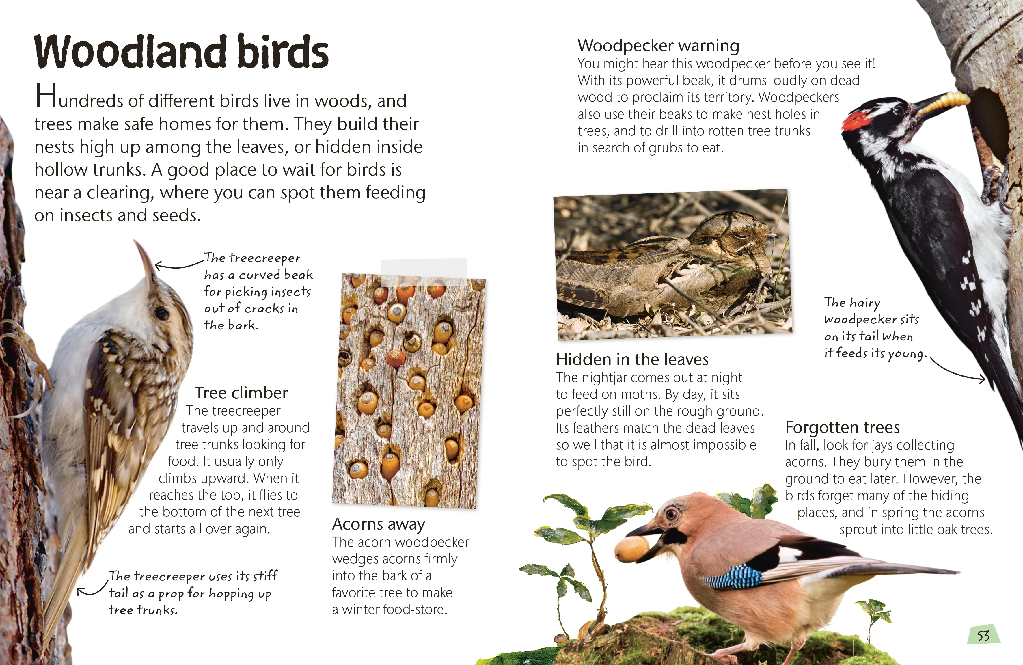 Birds - Image 5