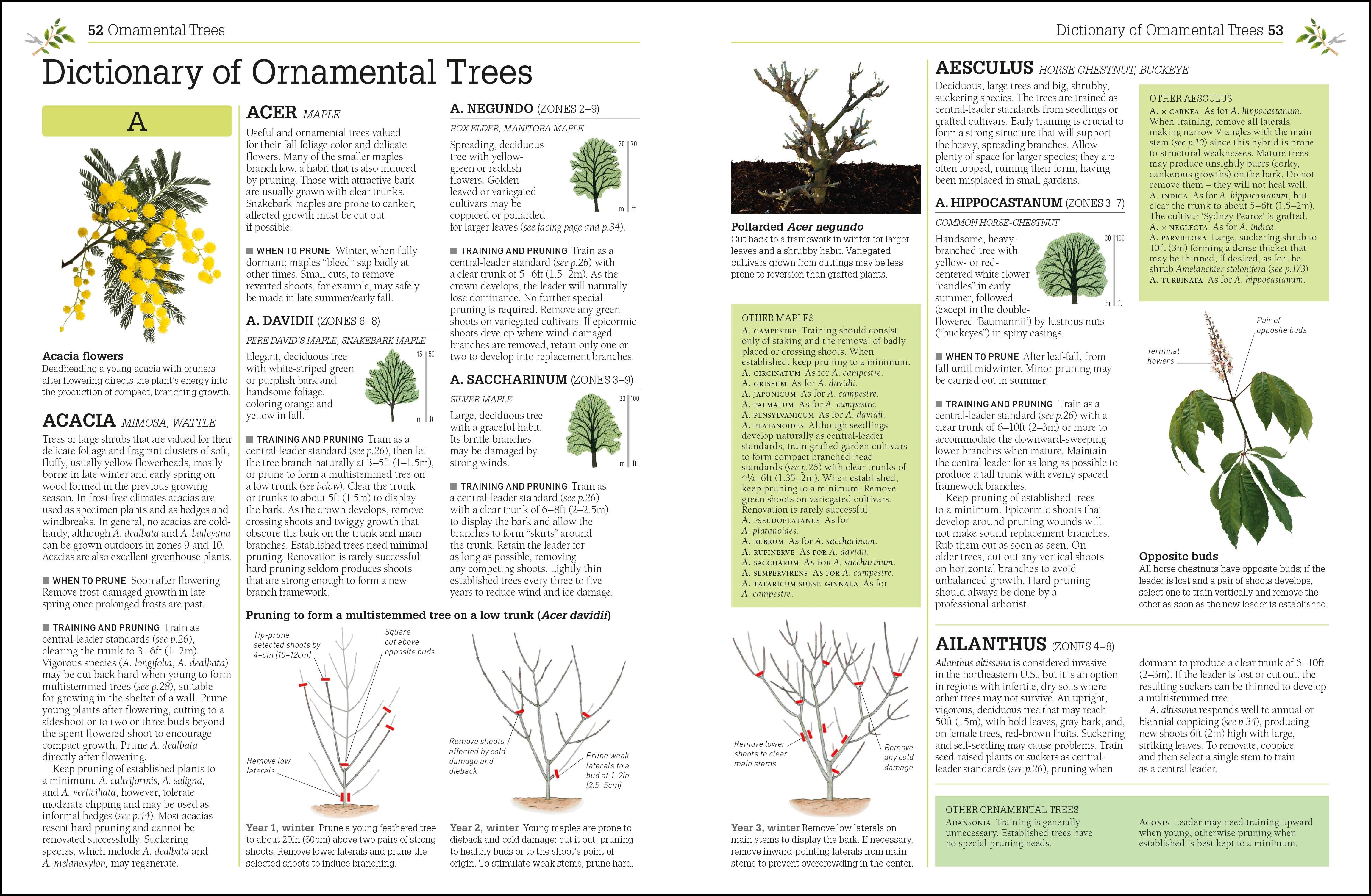 Pruning and Training - Image 2