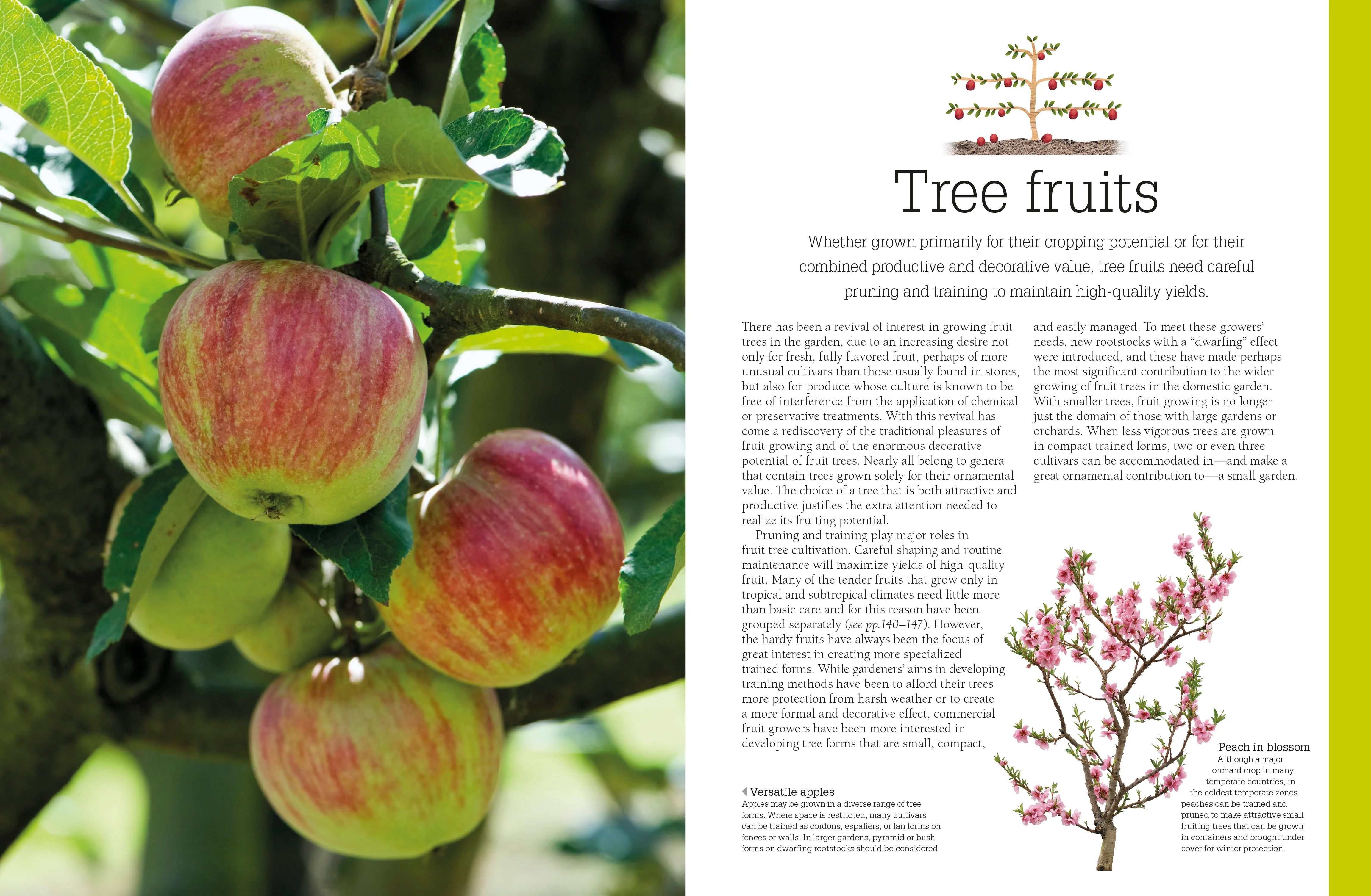 Pruning and Training - Image 3