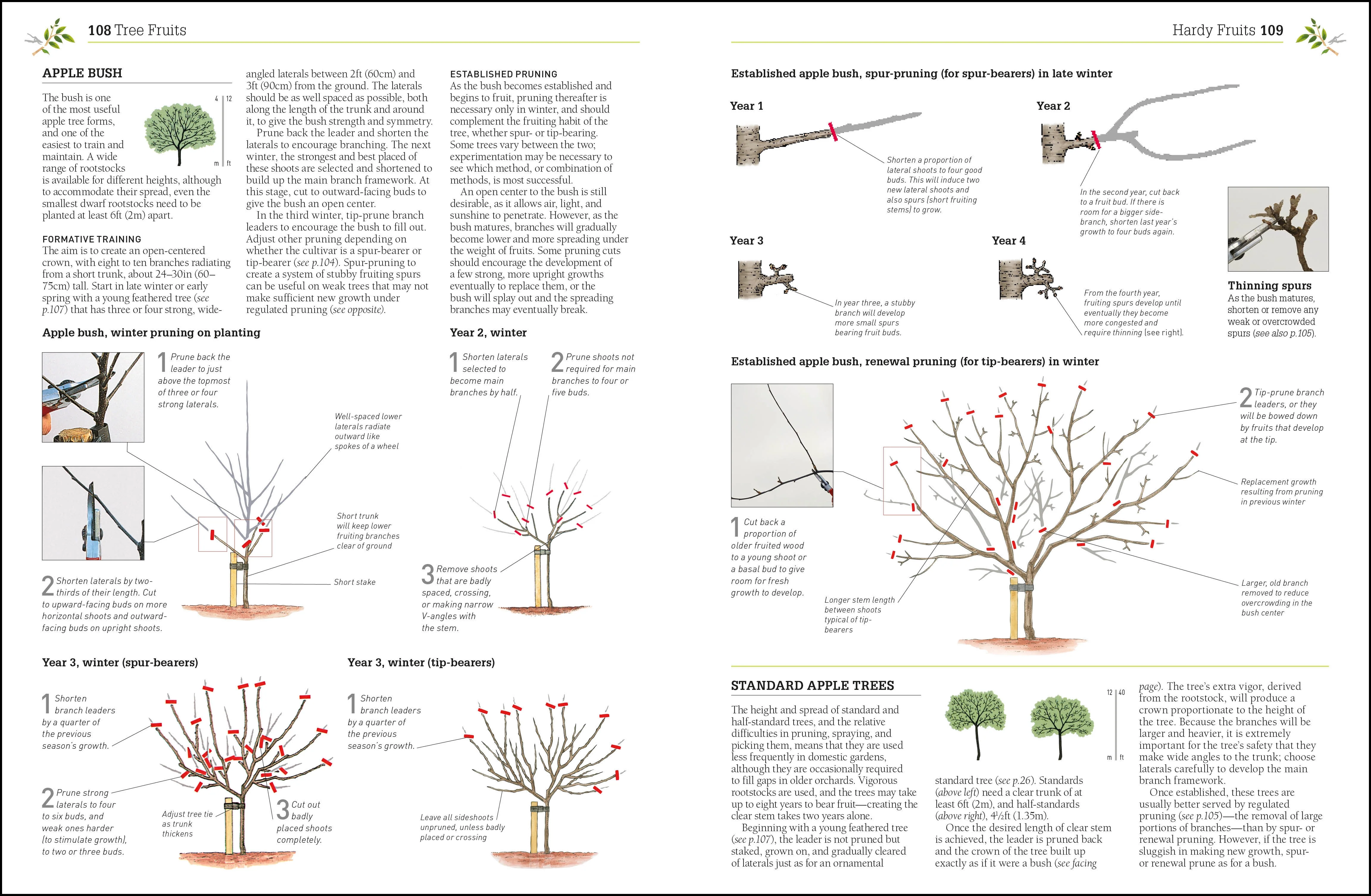 Pruning and Training - Image 4