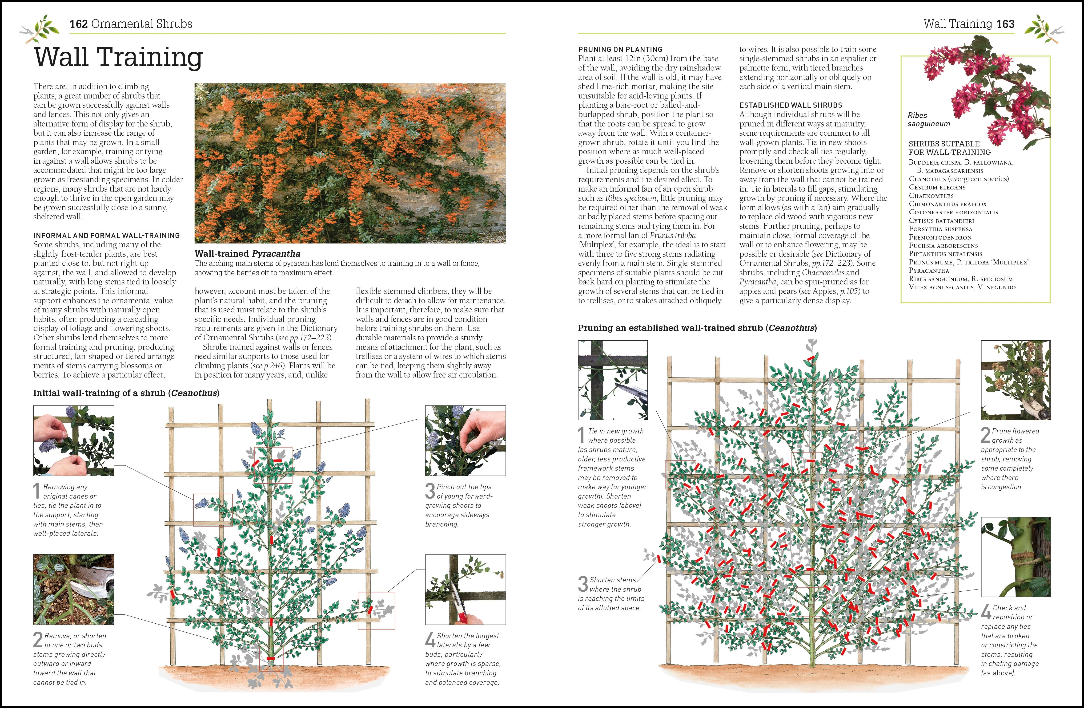 Pruning and Training - Image 5