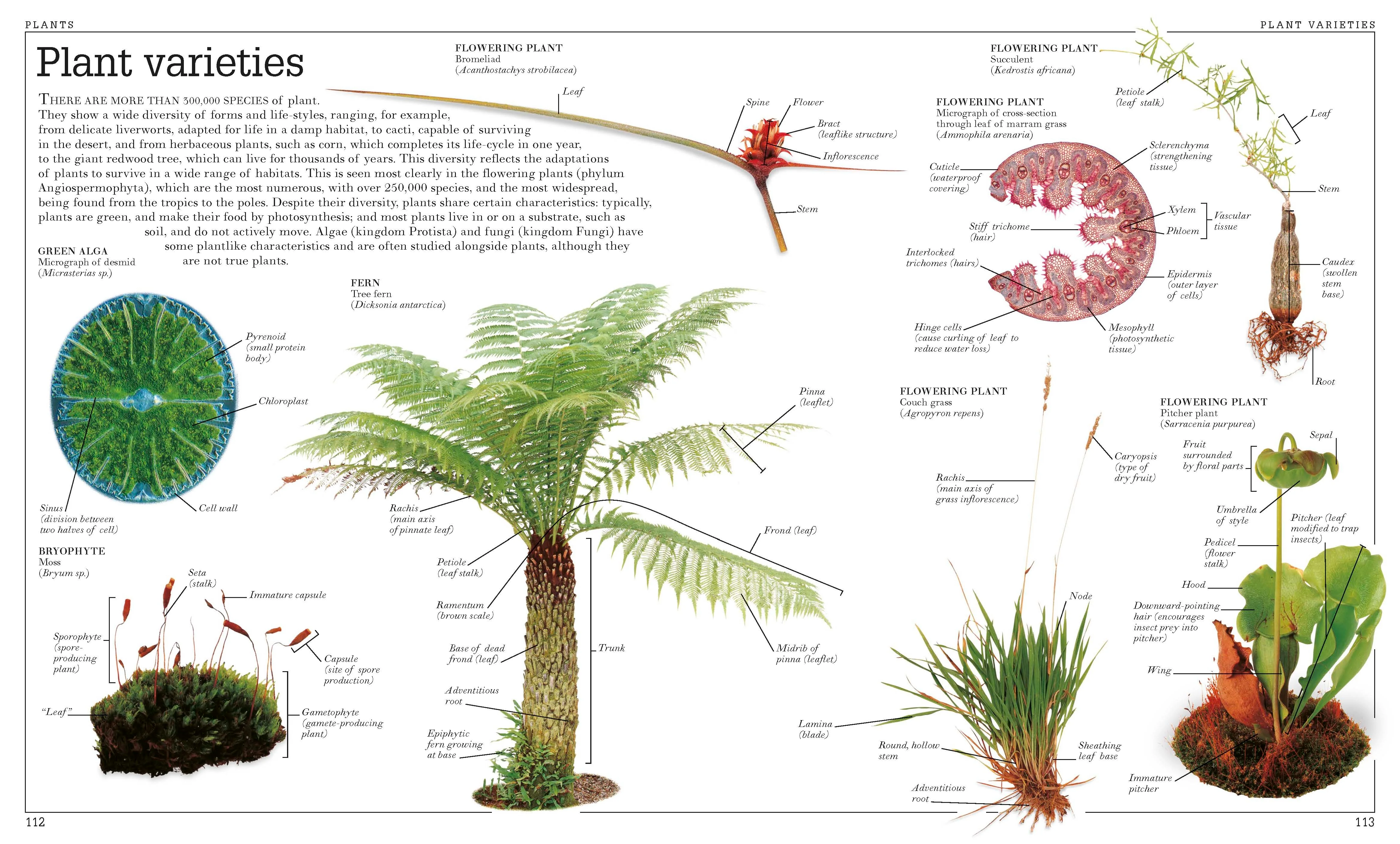 Ultimate Visual Dictionary - Image 2