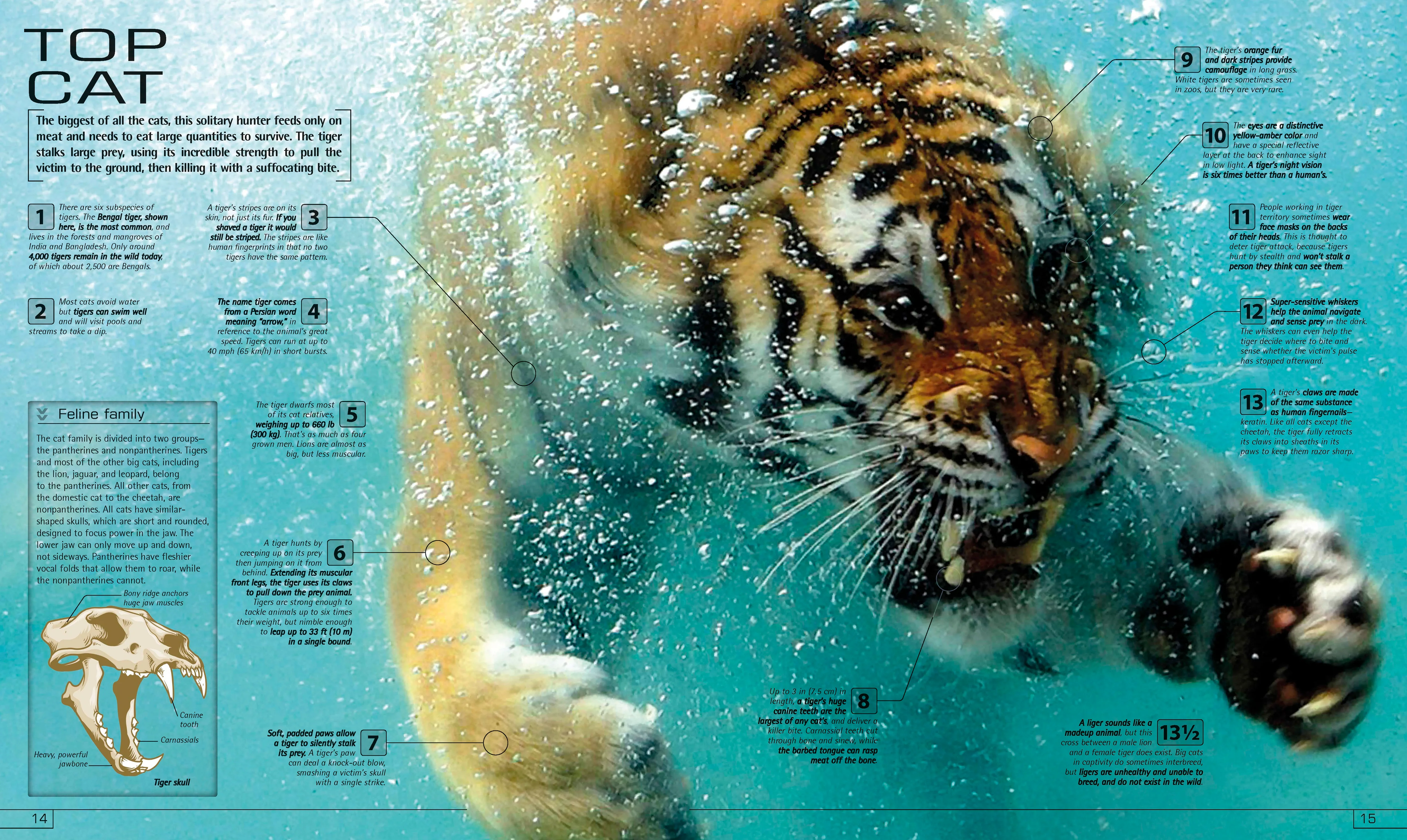 13½ Incredible Things You Need to Know About Everything - Image 3