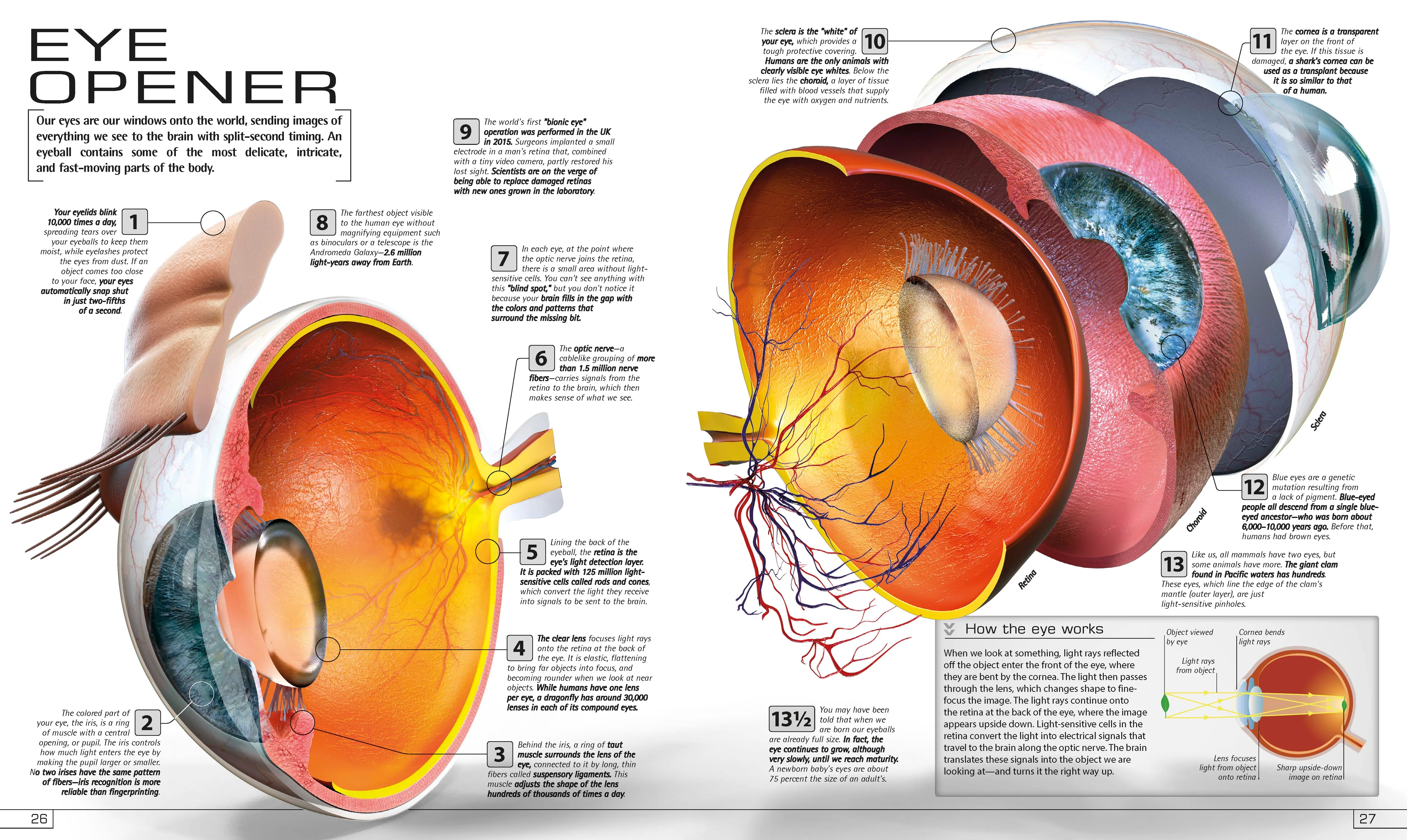 13½ Incredible Things You Need to Know About Everything - Image 5