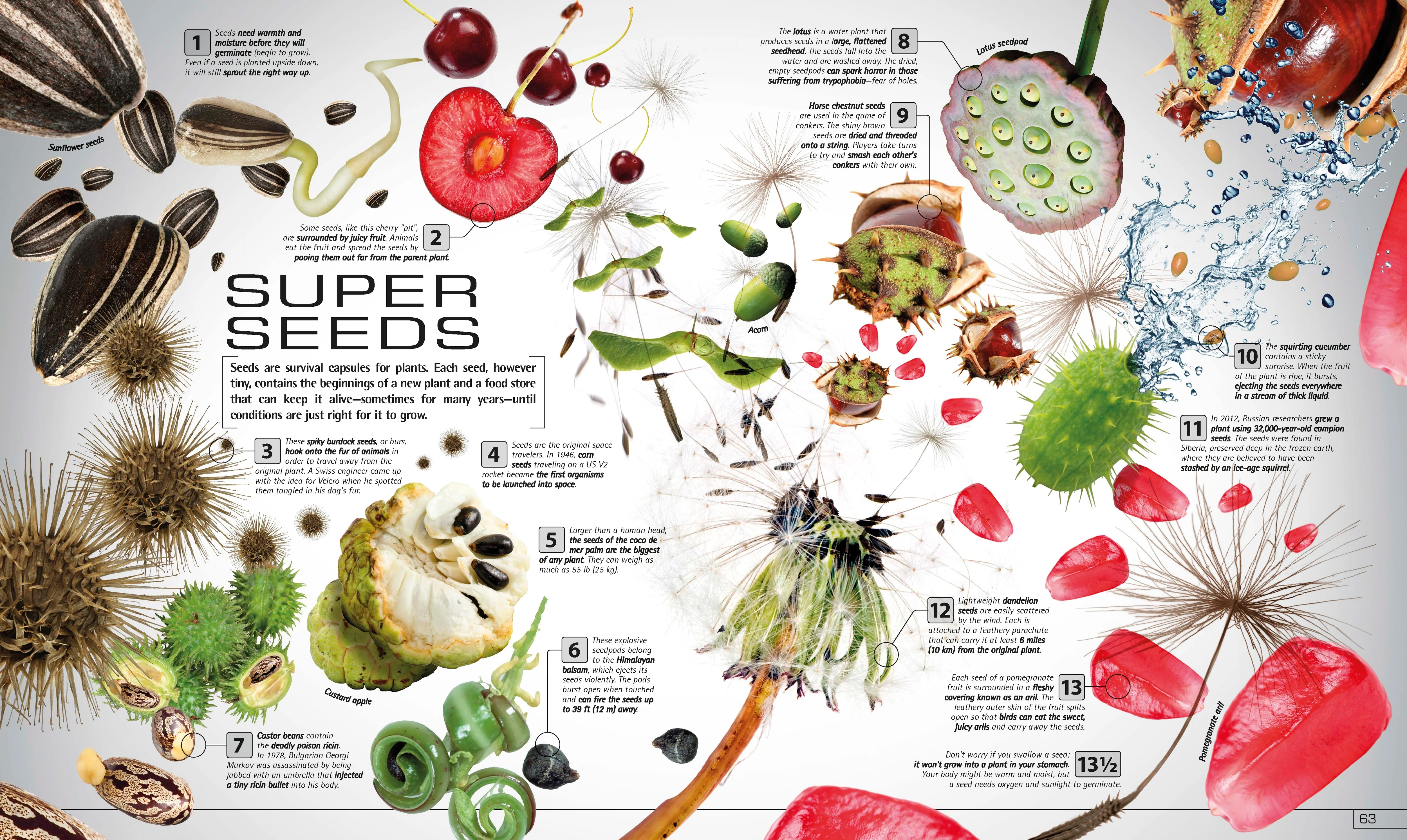 13½ Incredible Things You Need to Know About Everything - Image 8
