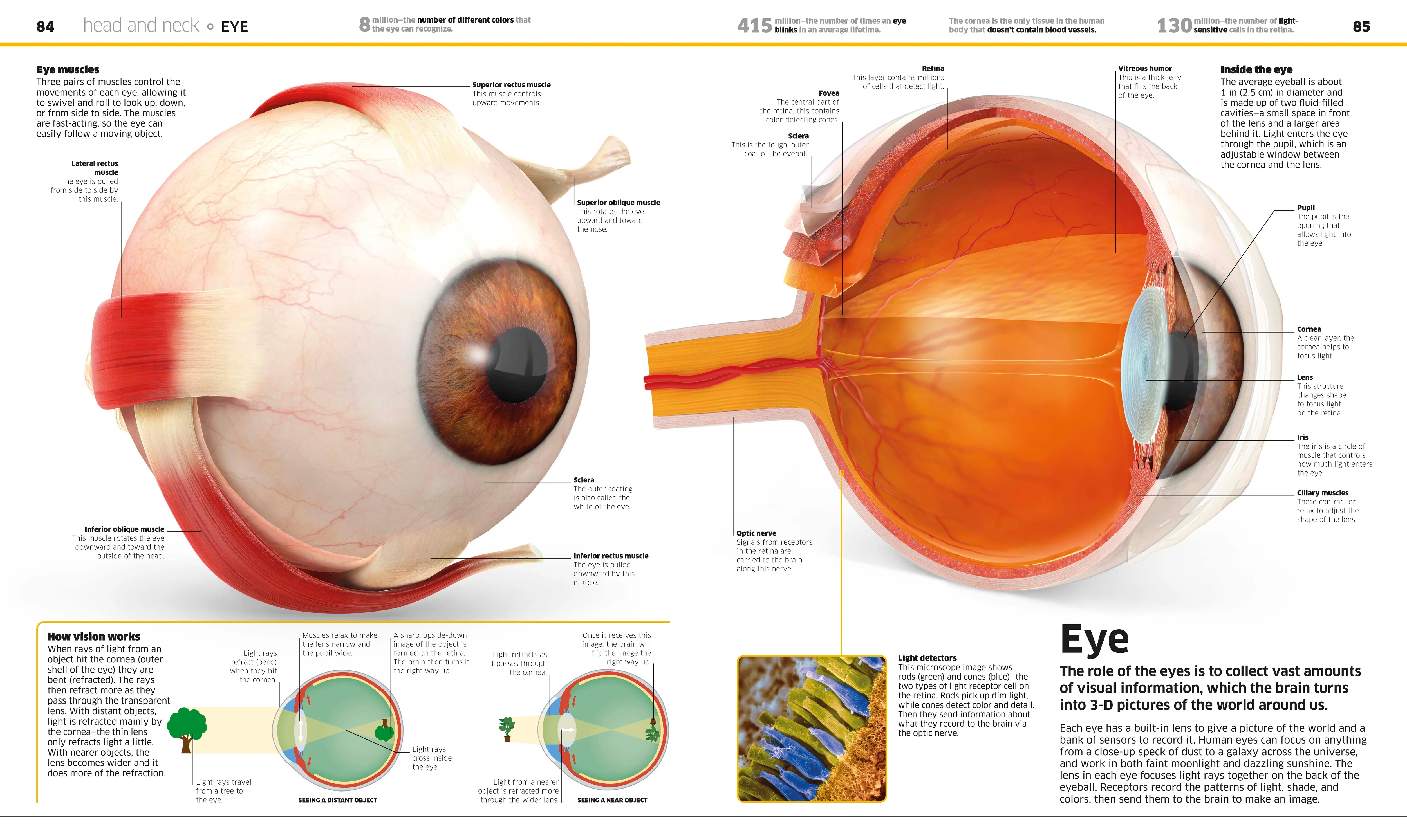 Knowledge Encyclopedia Human Body! - Image 2