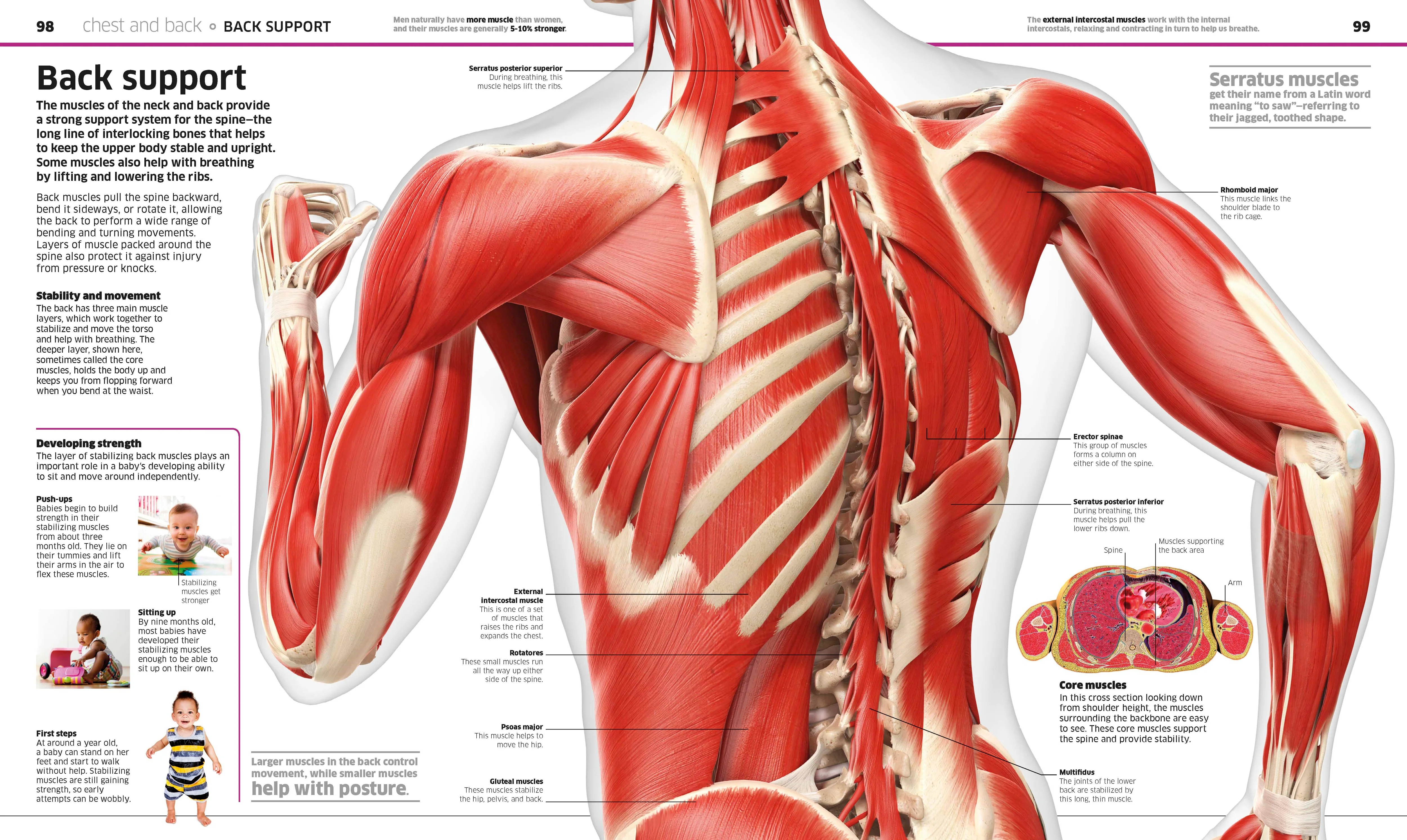 Knowledge Encyclopedia Human Body! - Image 3