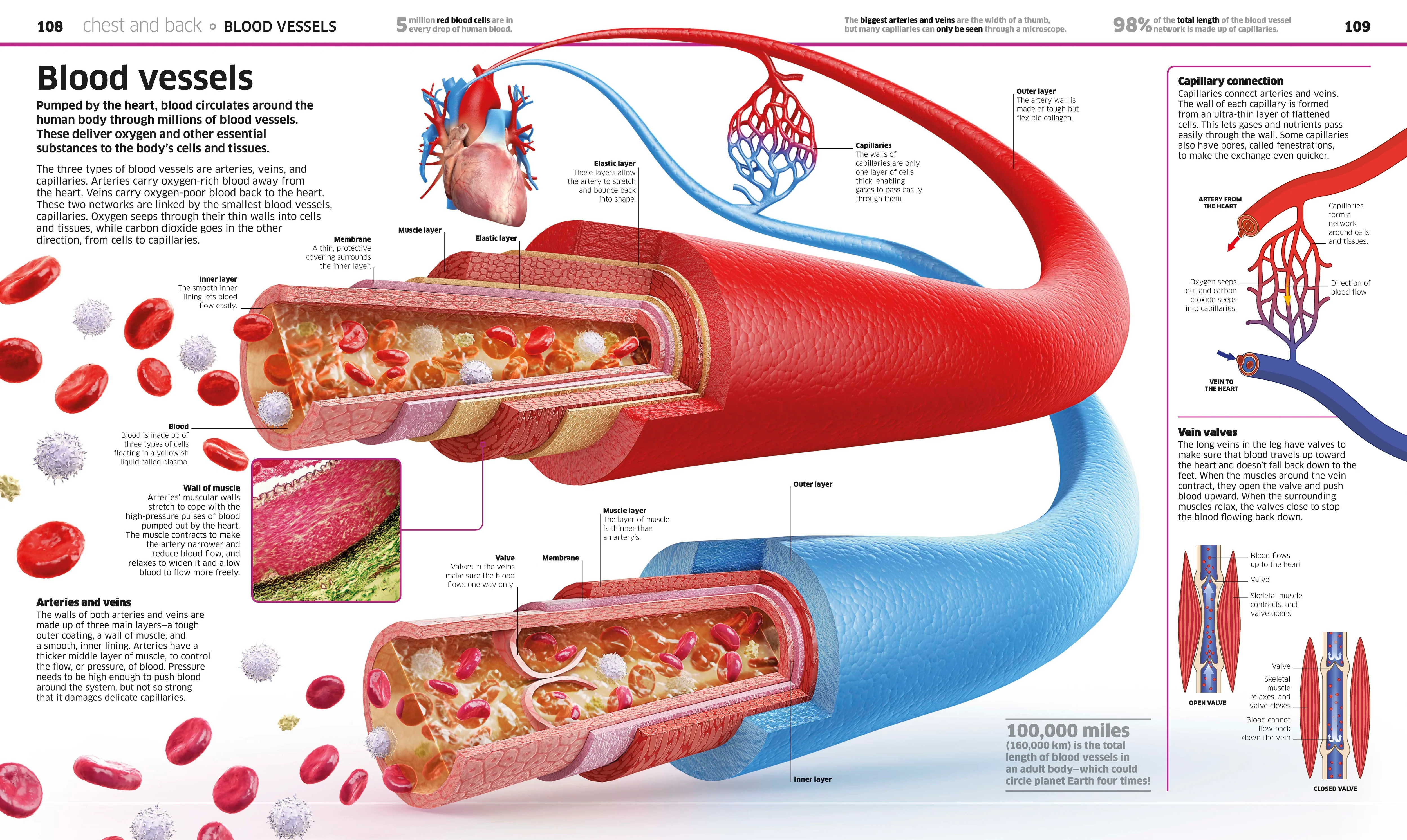 Knowledge Encyclopedia Human Body! - Image 4