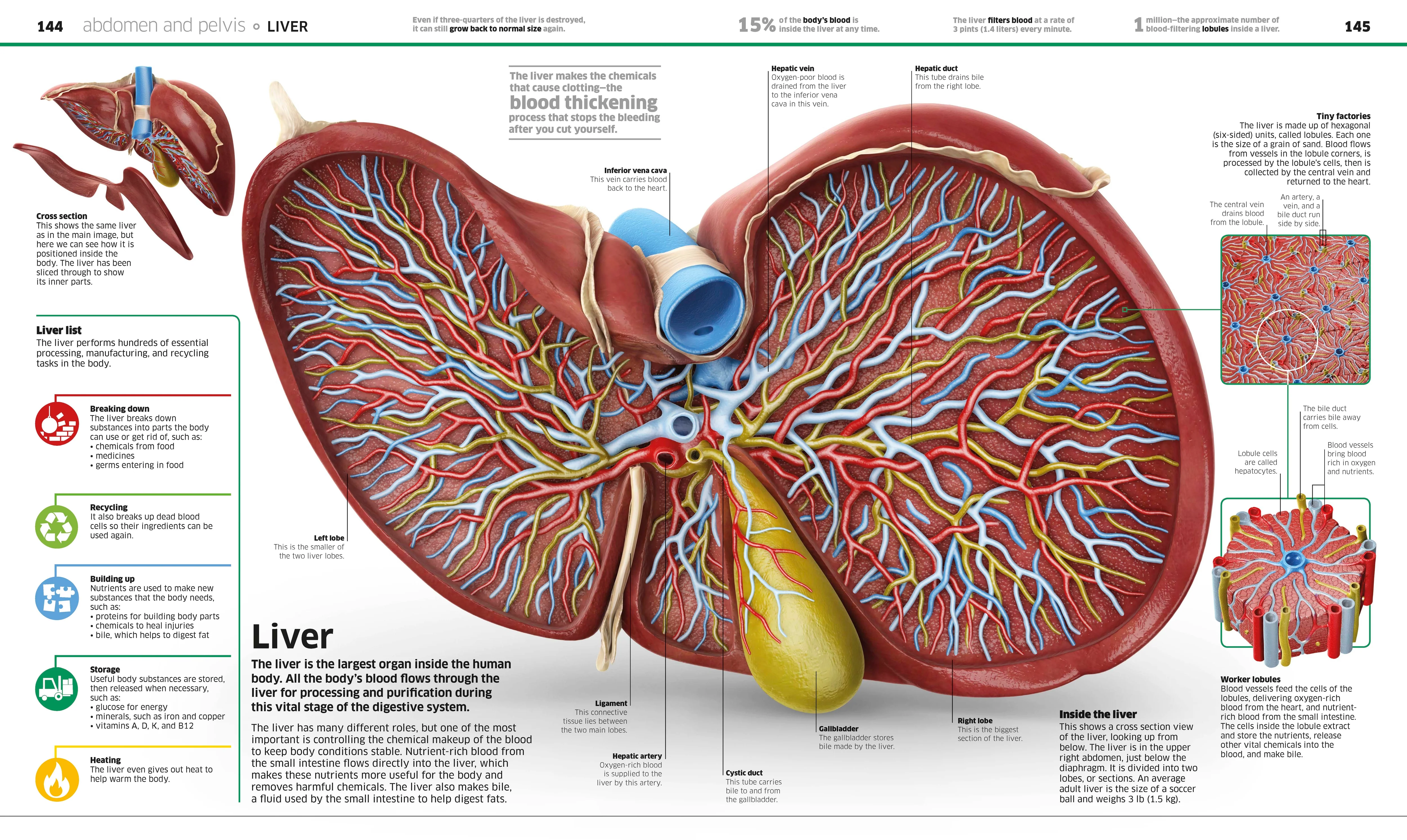 Knowledge Encyclopedia Human Body! - Image 5