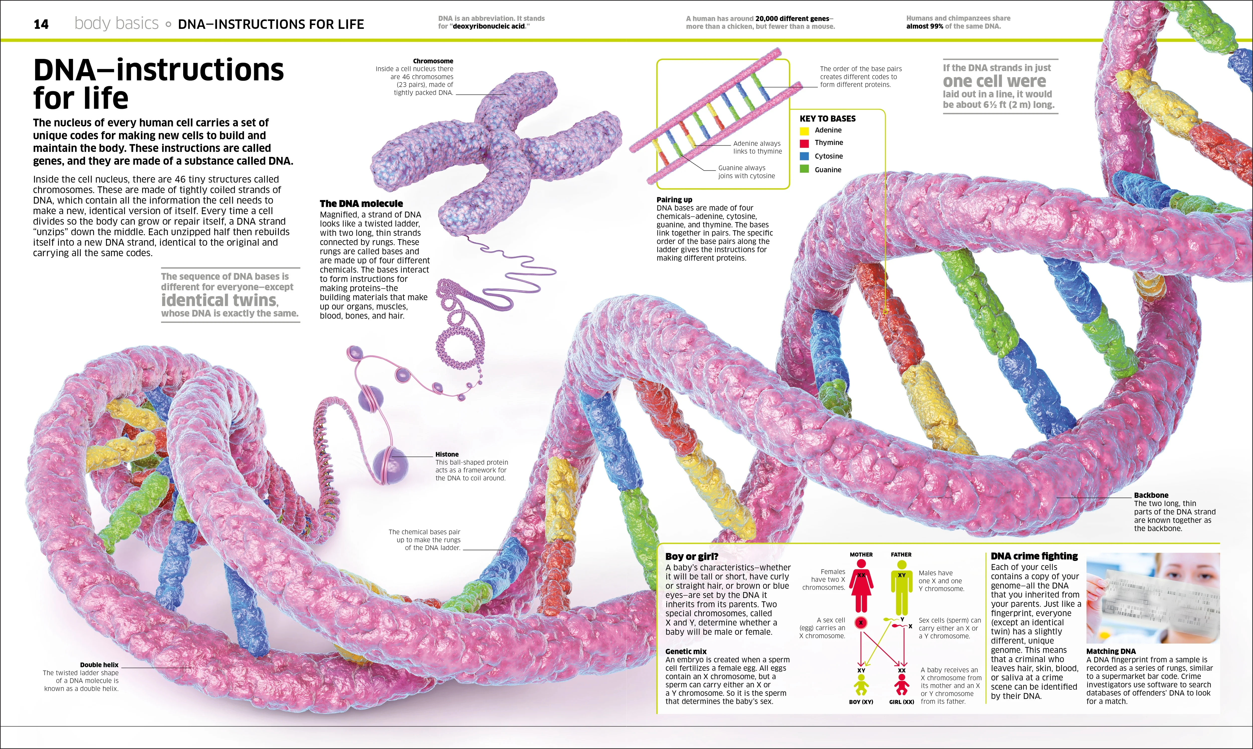 Knowledge Encyclopedia Human Body! - Image 7