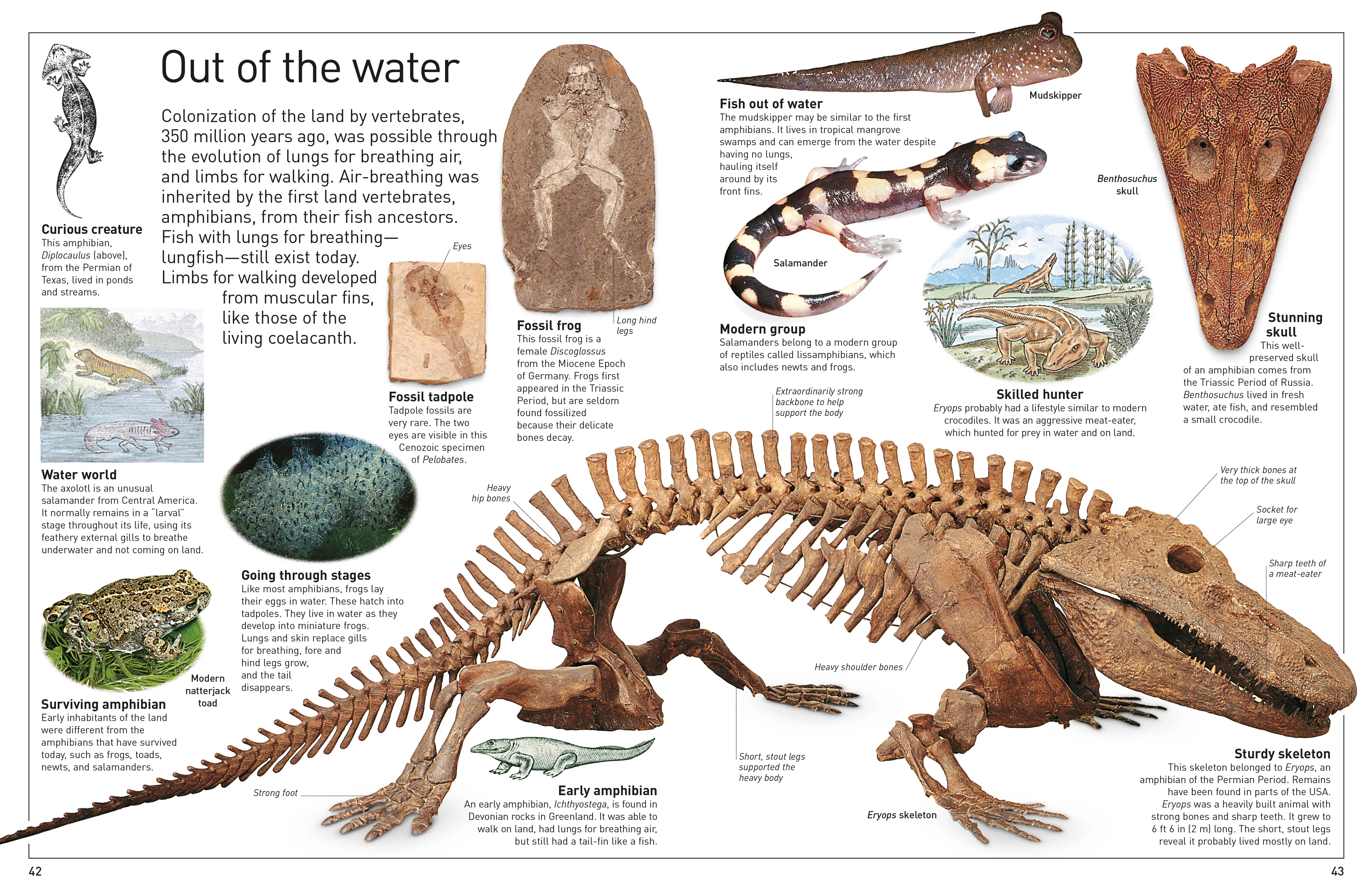 DK Eyewitness Books: Fossil - Image 4
