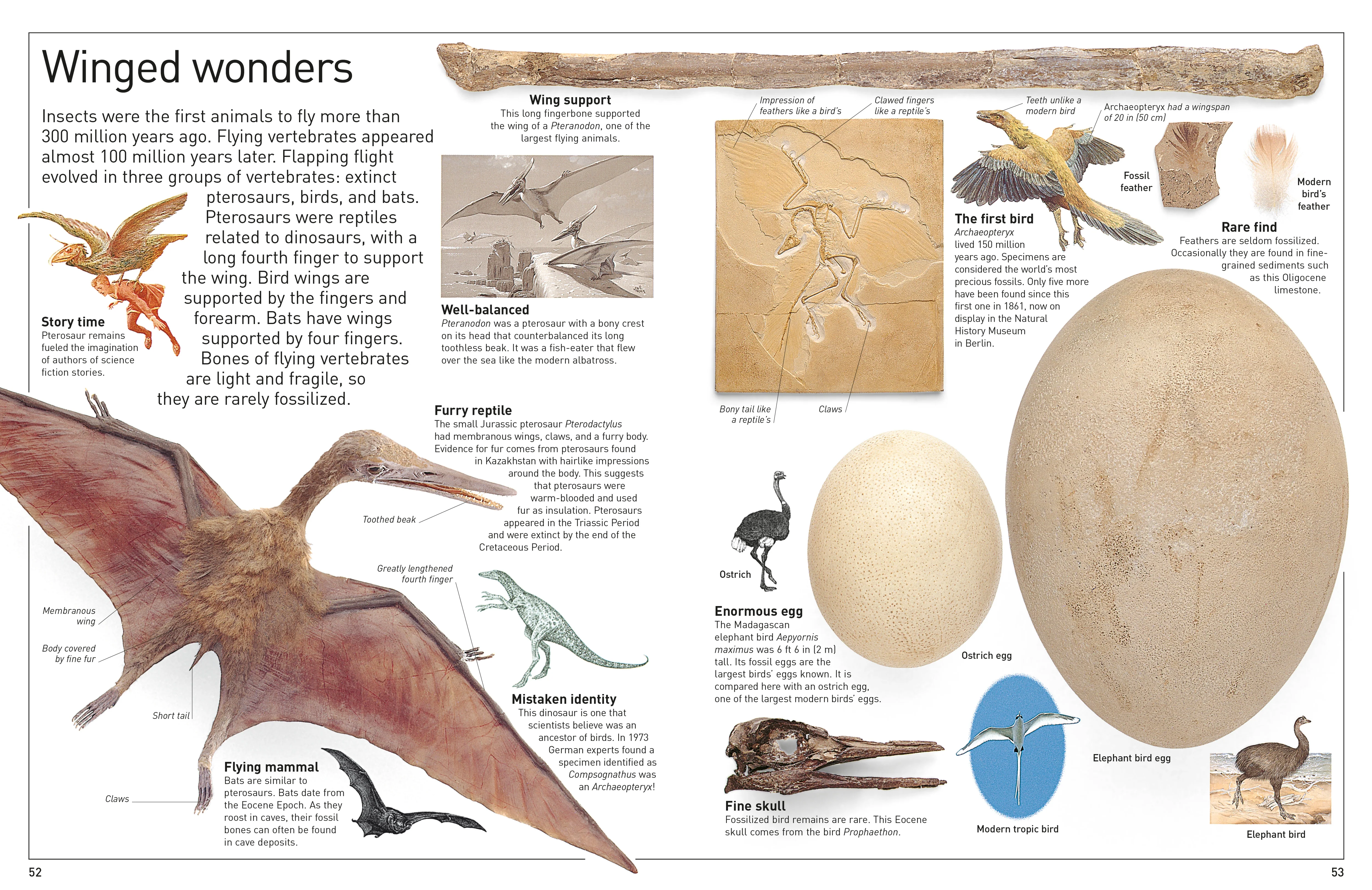 DK Eyewitness Books: Fossil - Image 5
