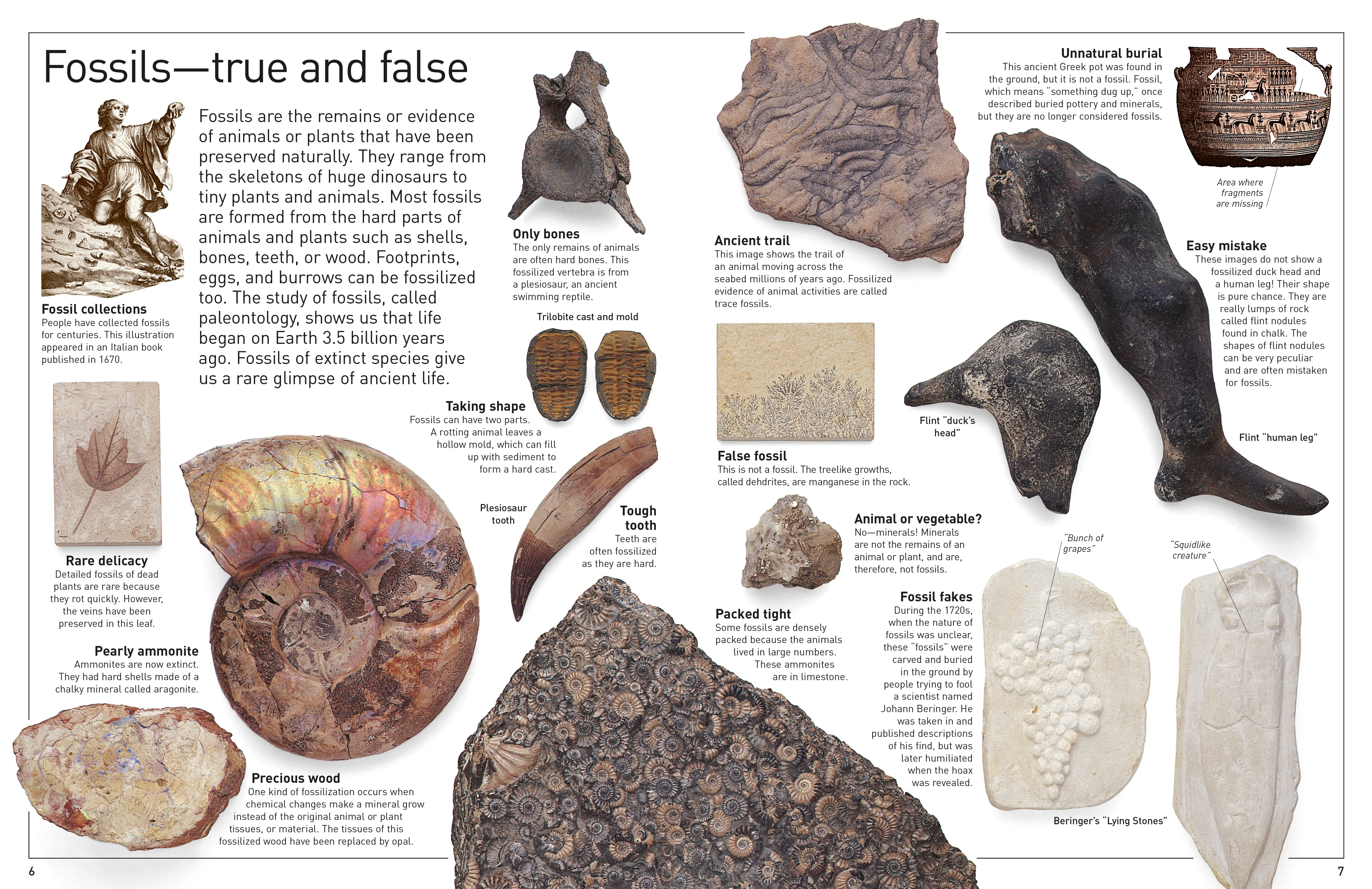 DK Eyewitness Books: Fossil - Image 6