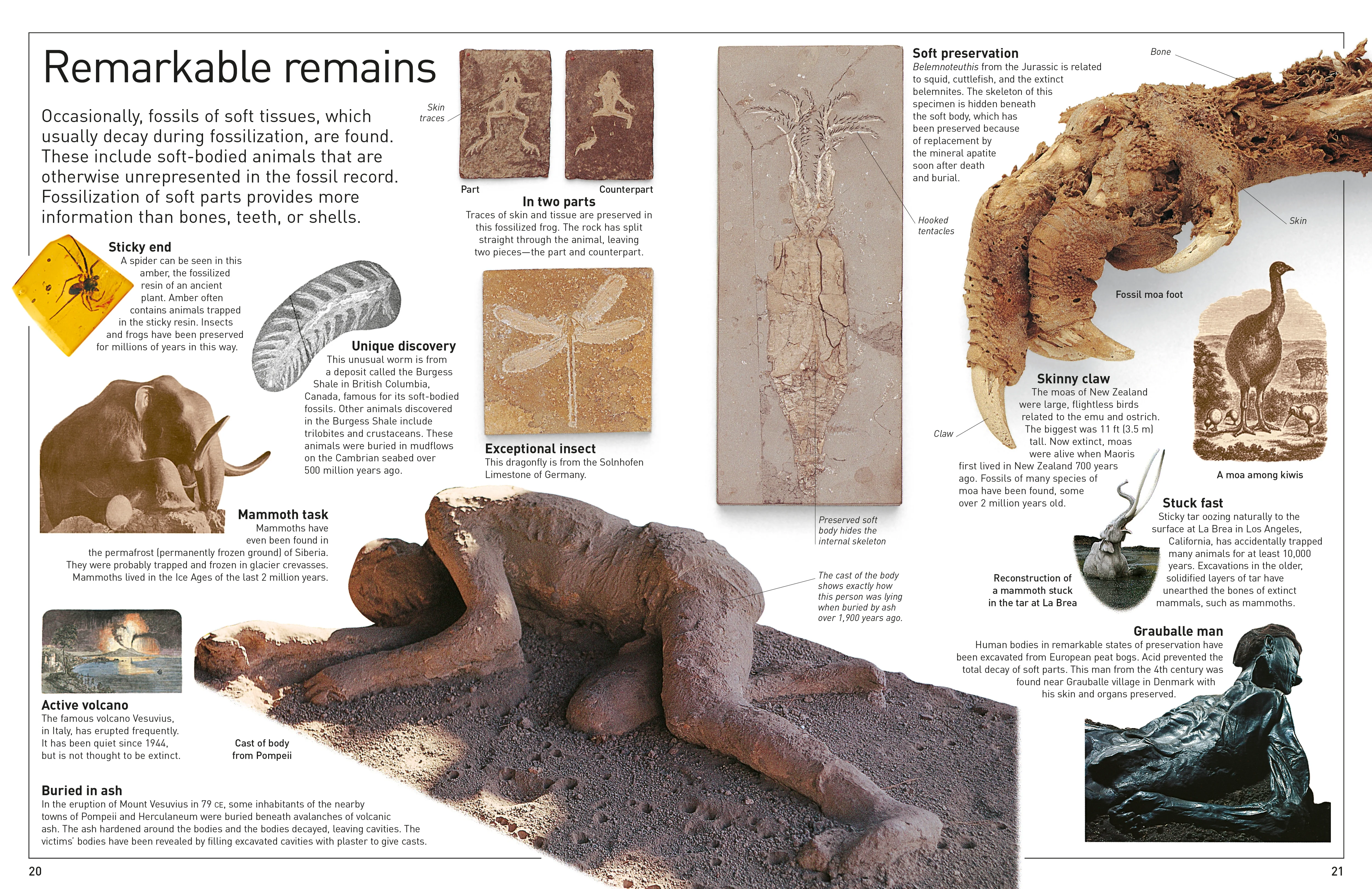 DK Eyewitness Books: Fossil - Image 7