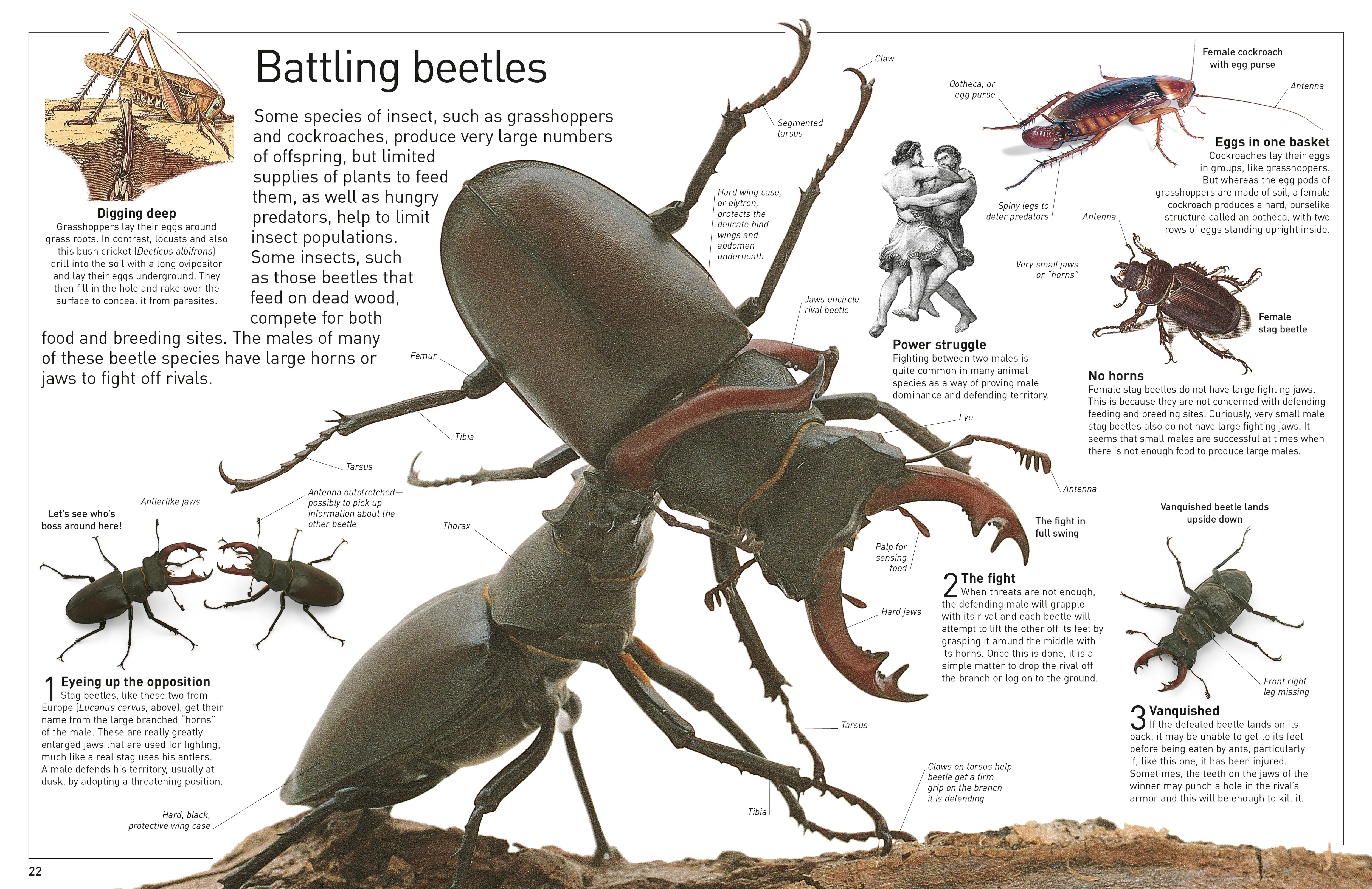 DK Eyewitness Books: Insect - Image 3