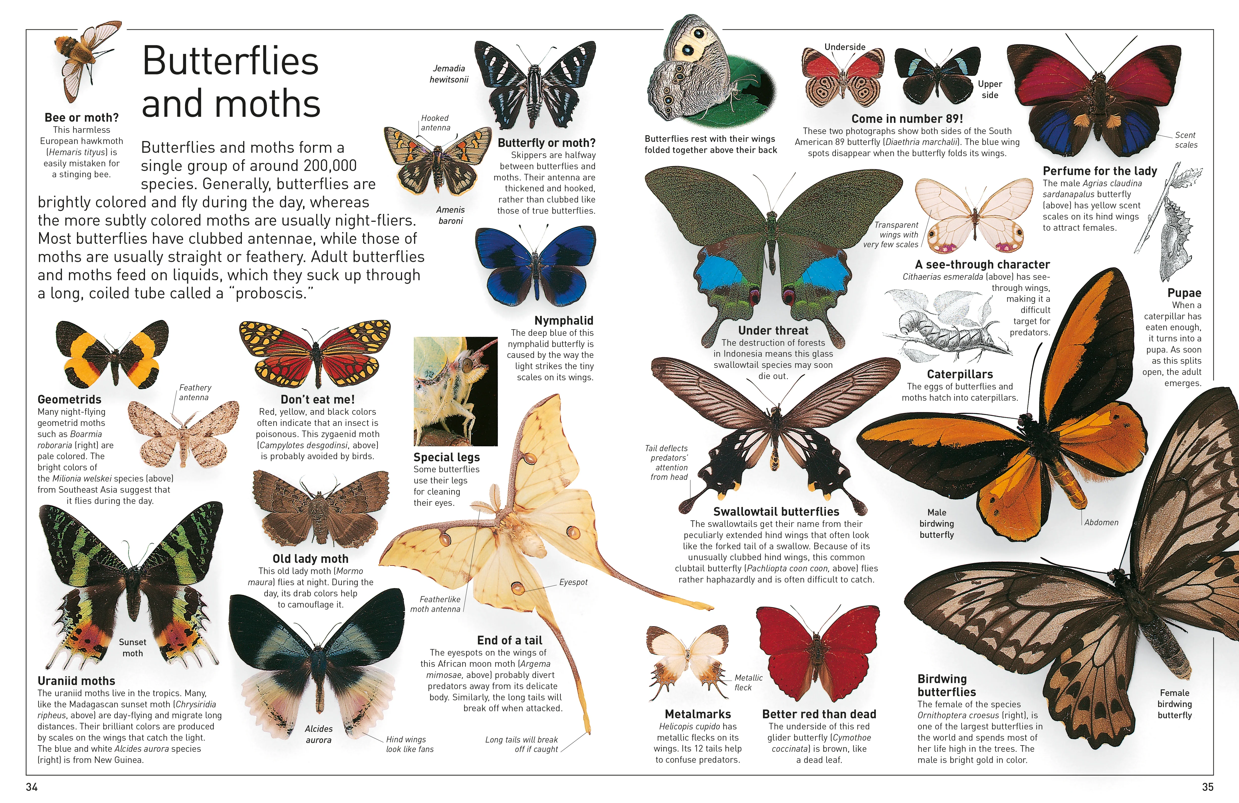 DK Eyewitness Books: Insect - Image 4