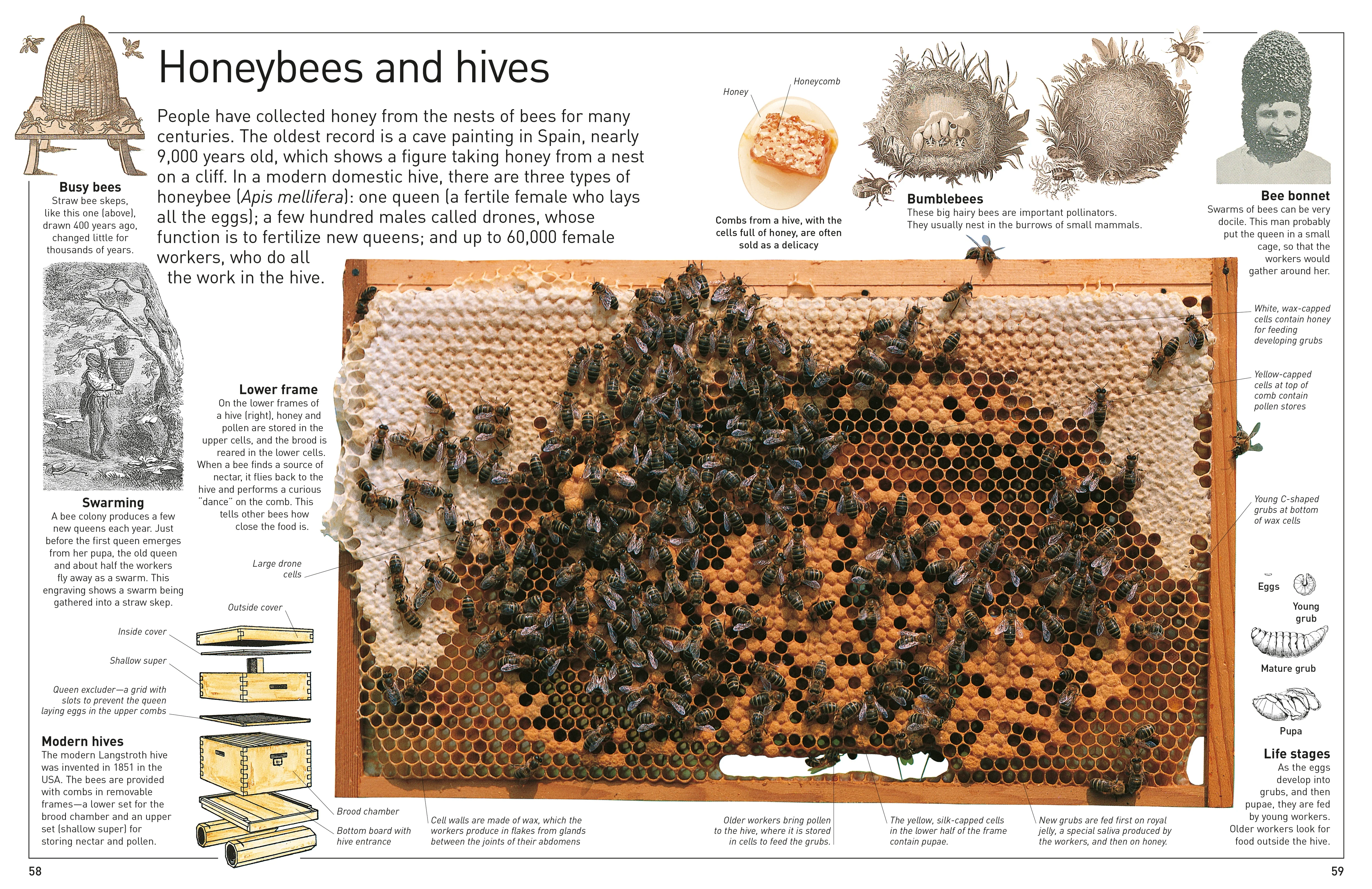 DK Eyewitness Books: Insect - Image 5