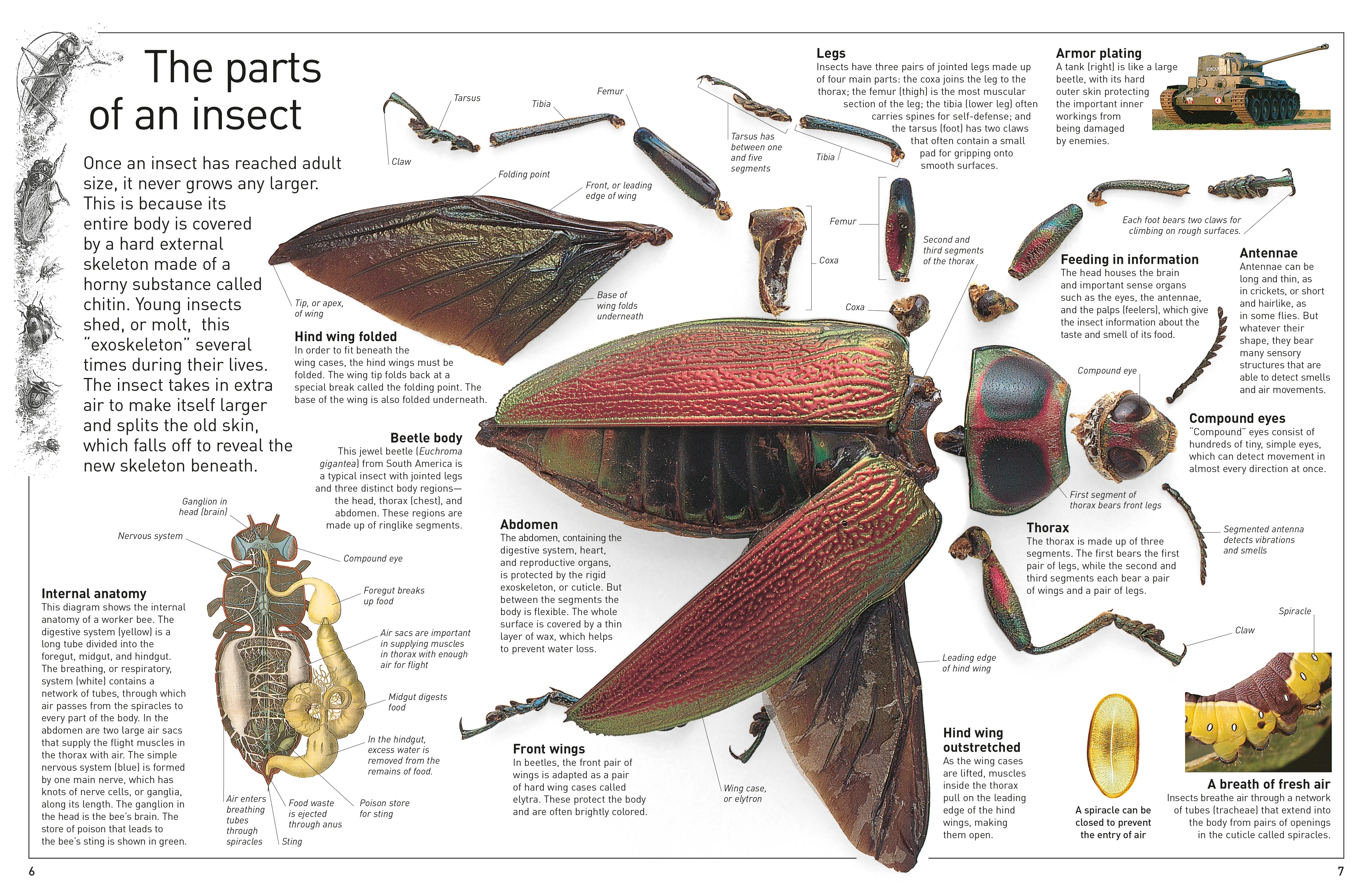 DK Eyewitness Books: Insect - Image 6