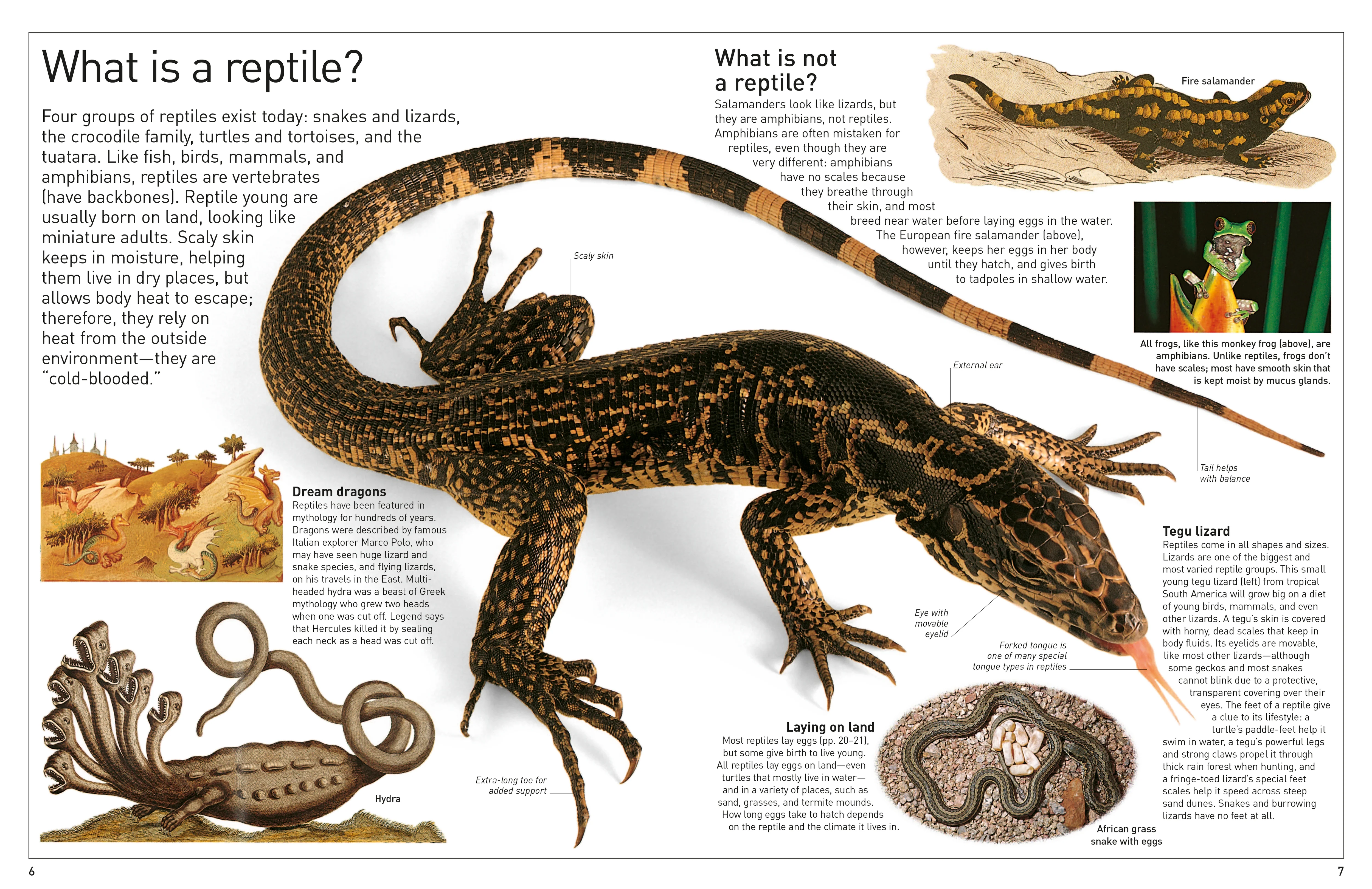 DK Eyewitness Books: Reptile - Image 2