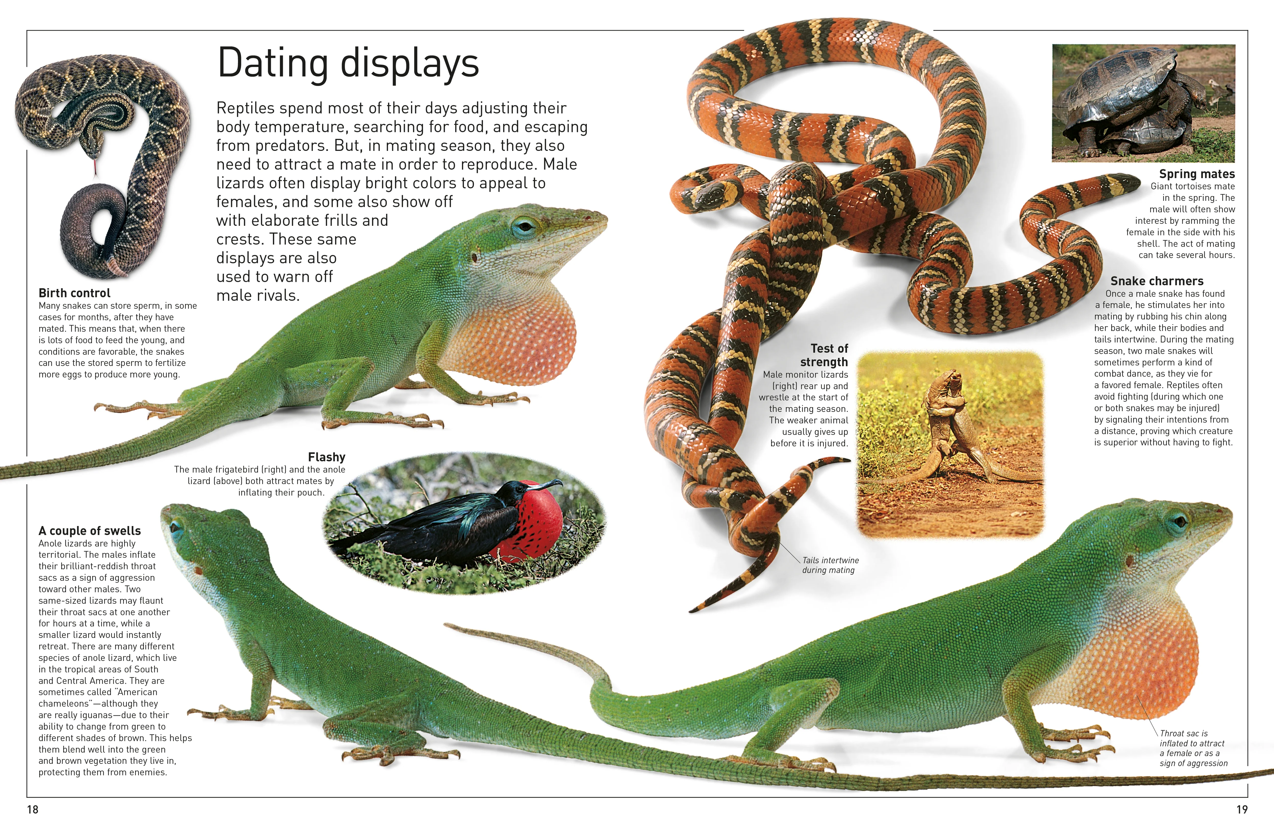 DK Eyewitness Books: Reptile - Image 3