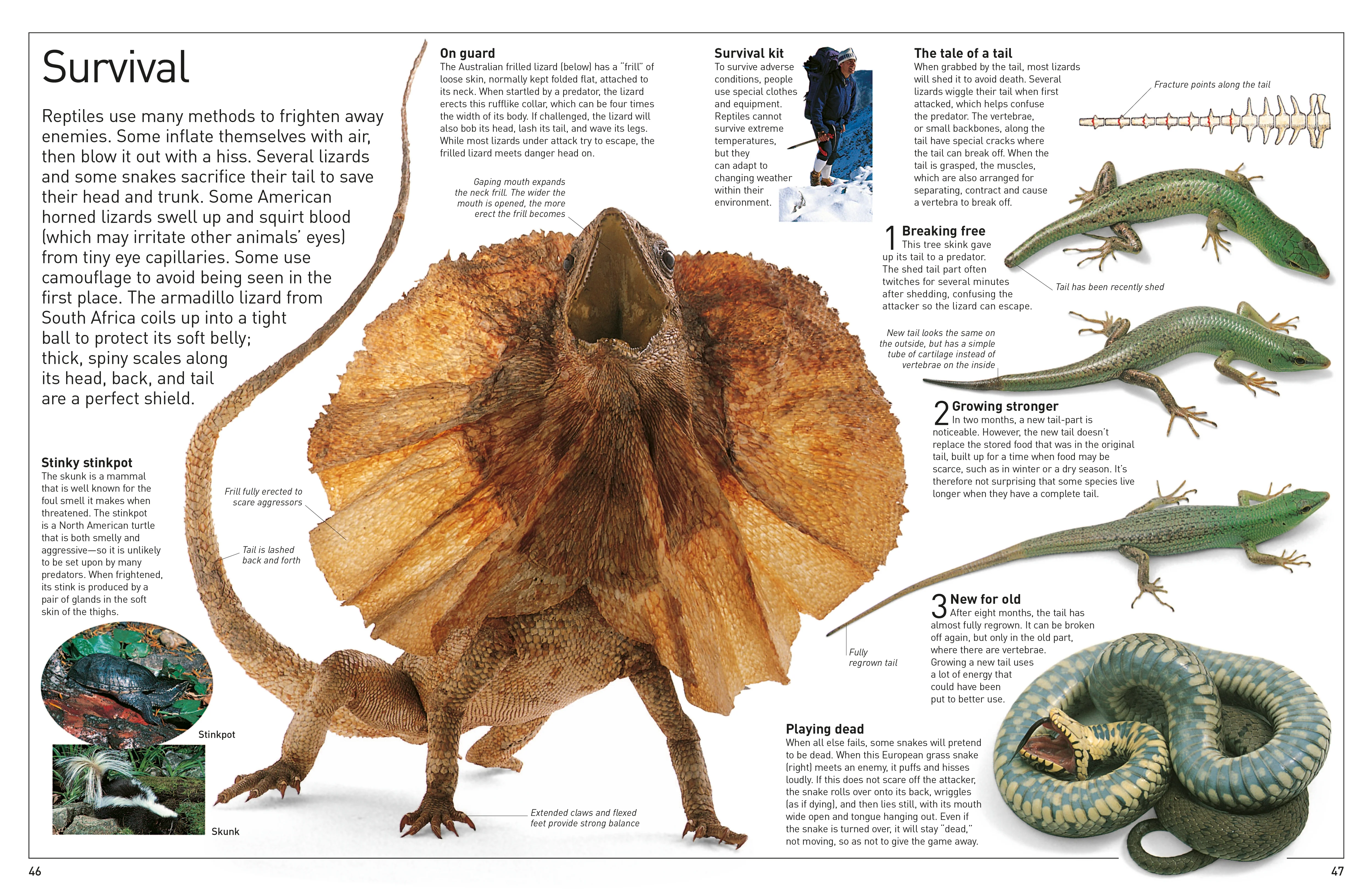DK Eyewitness Books: Reptile - Image 5