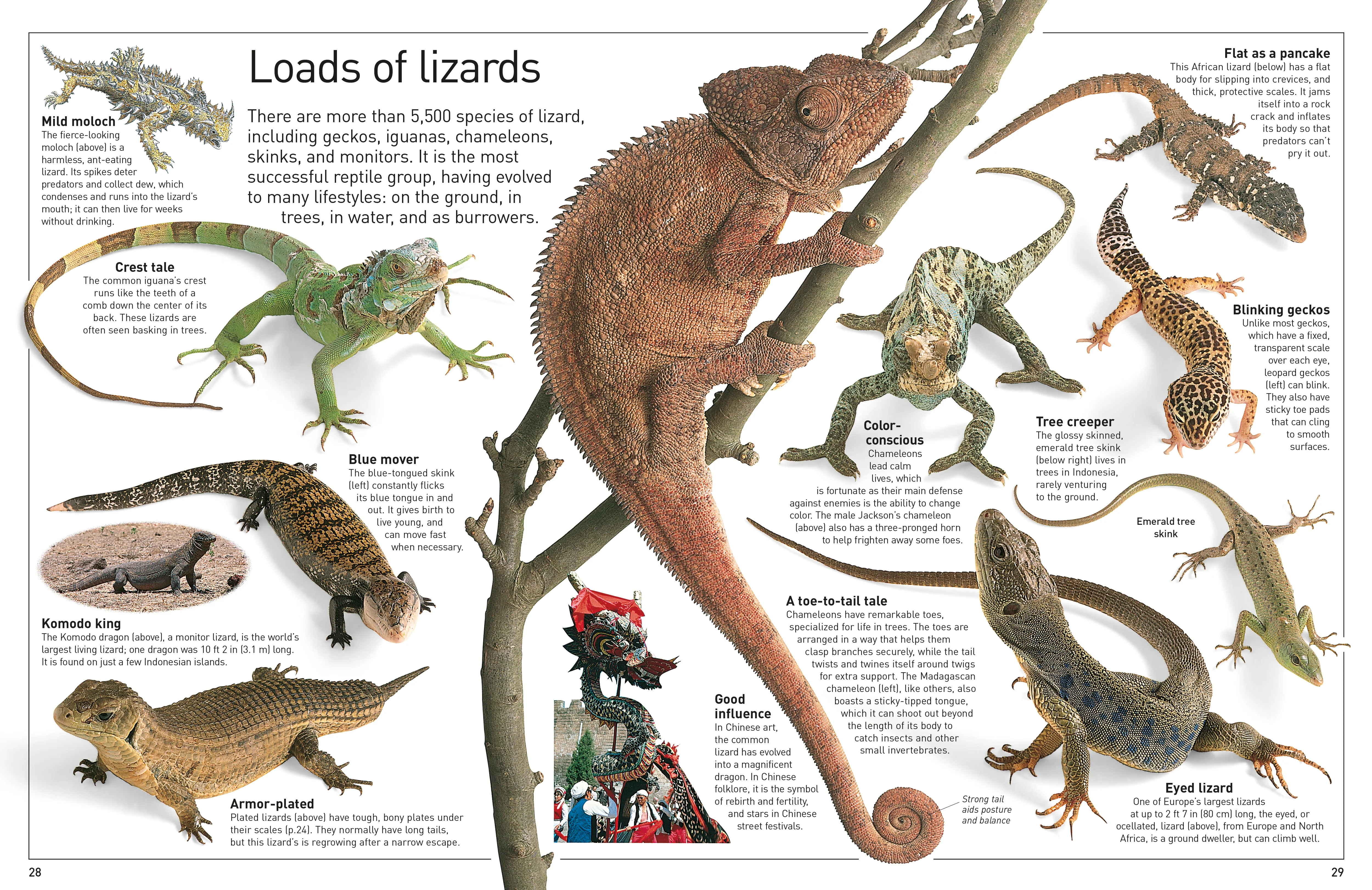 DK Eyewitness Books: Reptile - Image 6