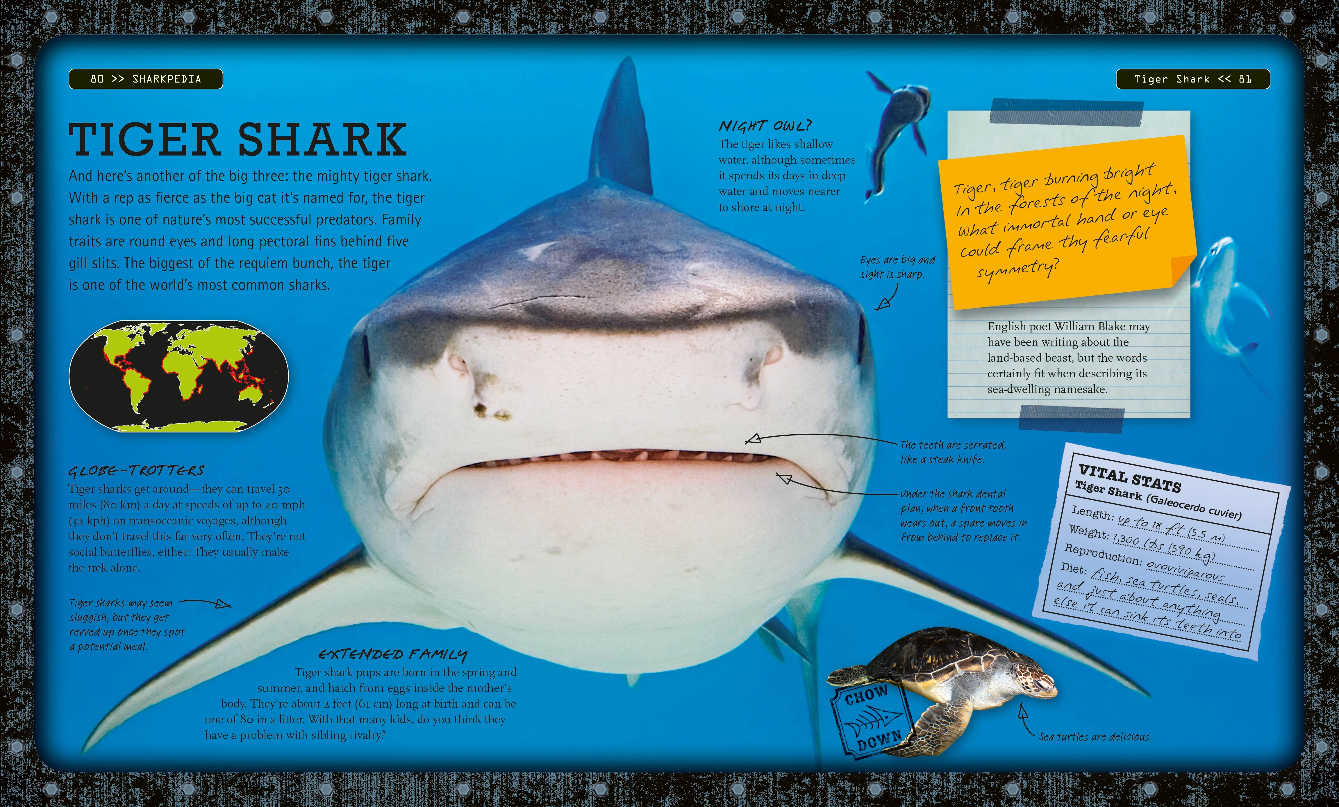 Sharkpedia - Image 2