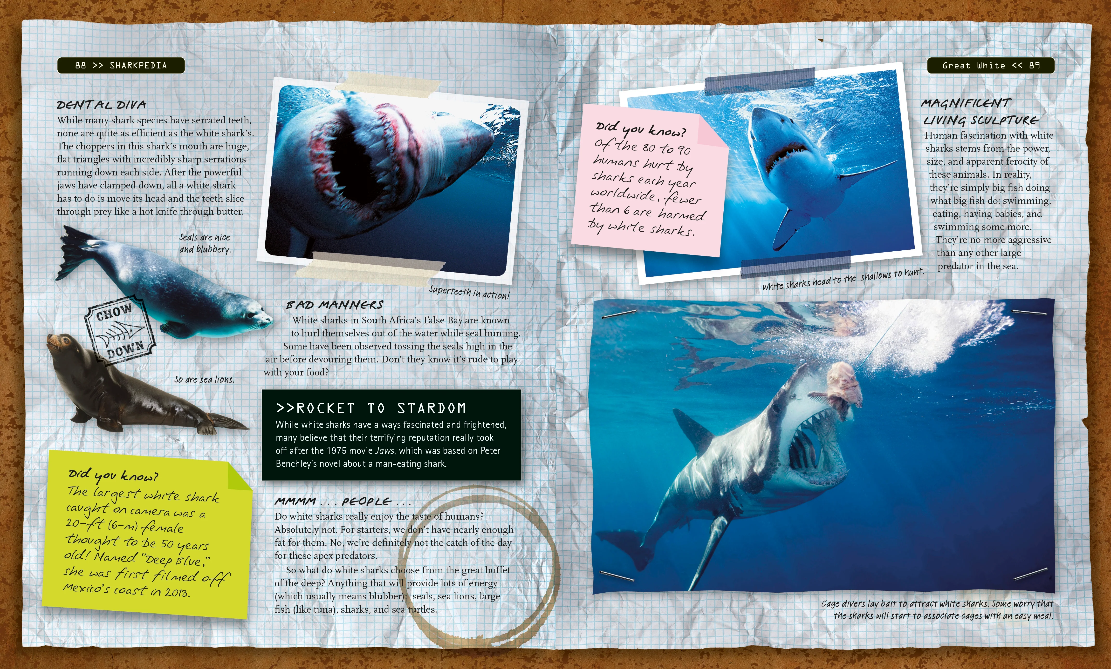 Sharkpedia - Image 3