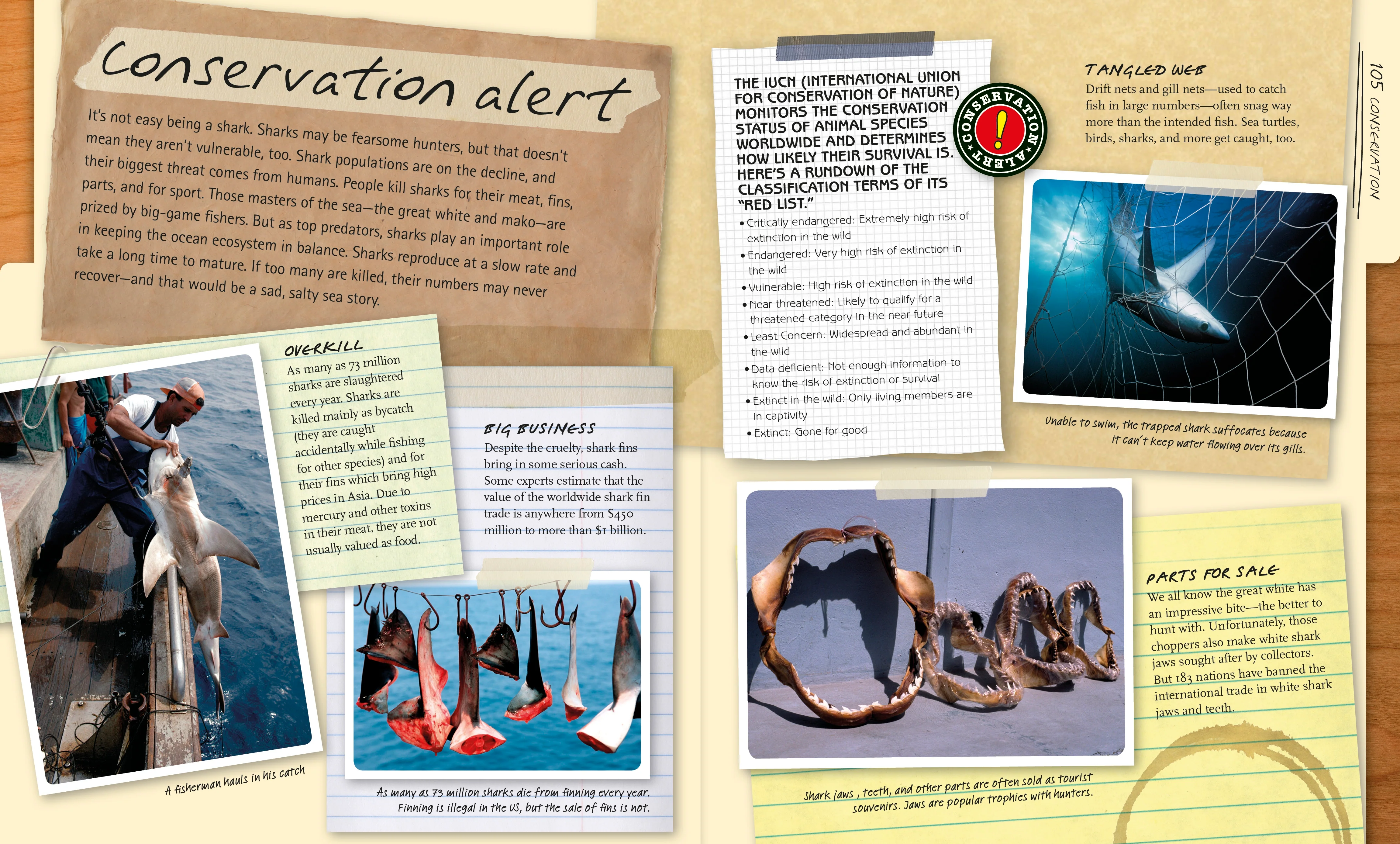 Sharkpedia - Image 4