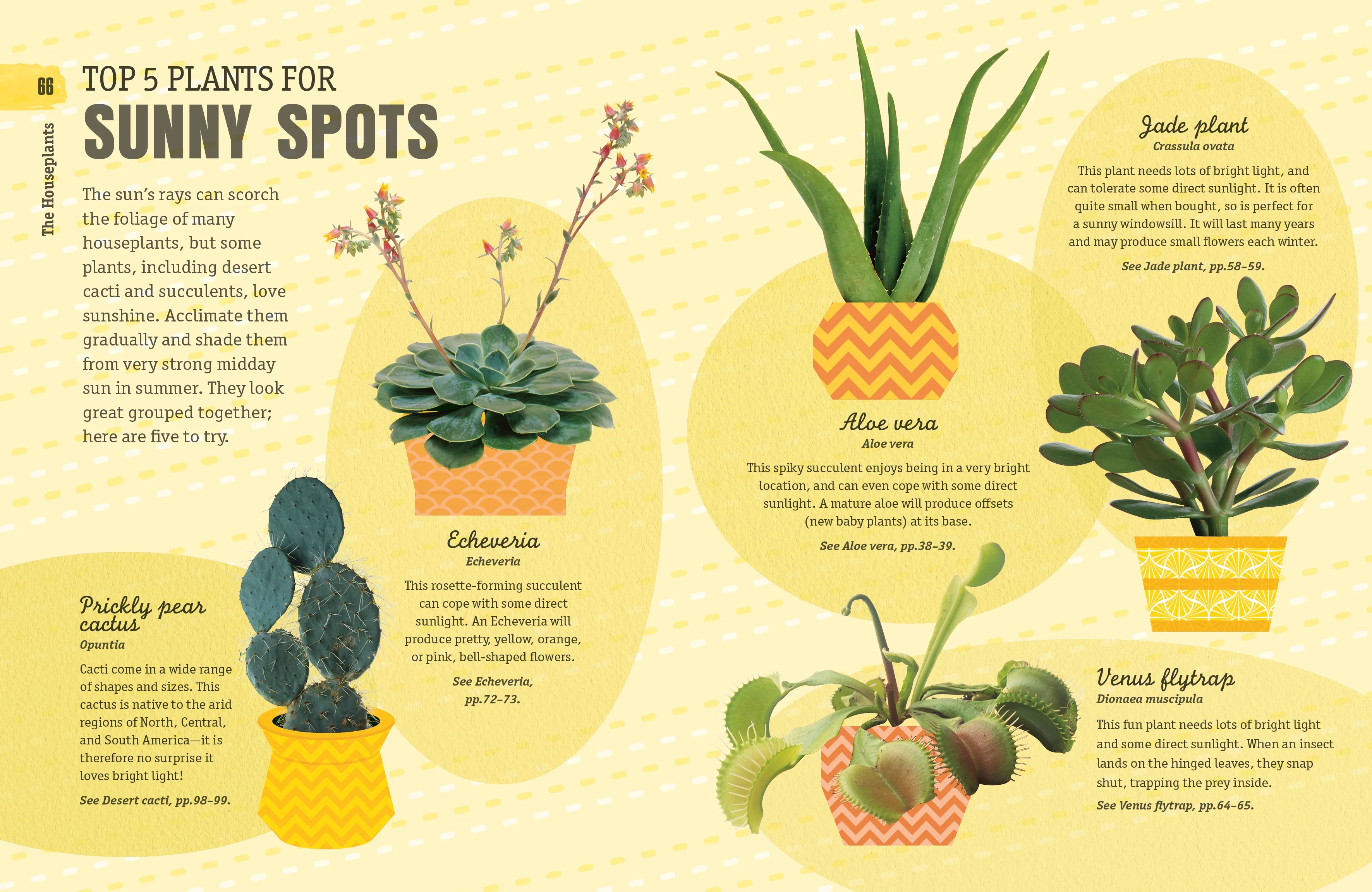 How Not to Kill Your Houseplant - Image 3