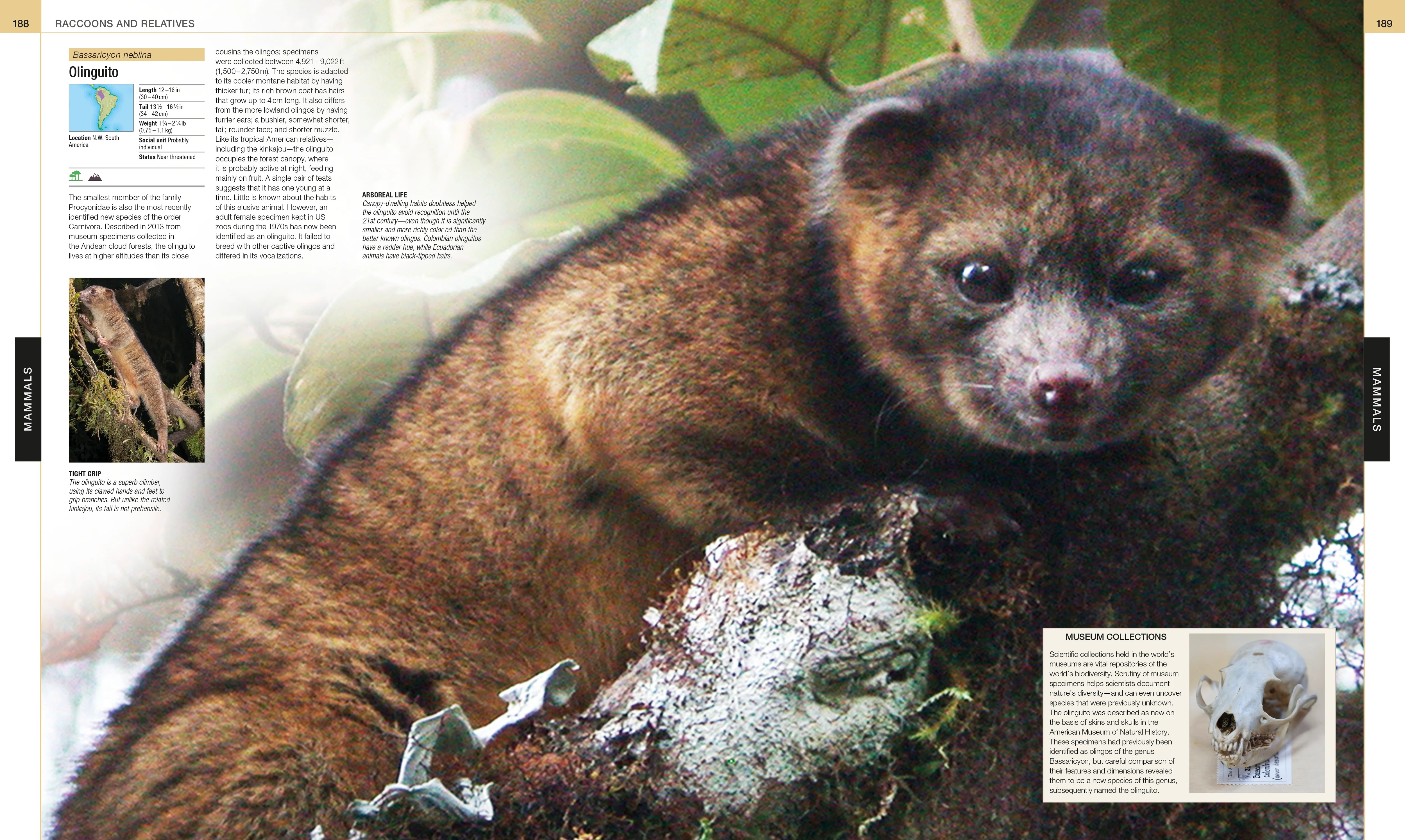 Animal - Image 3