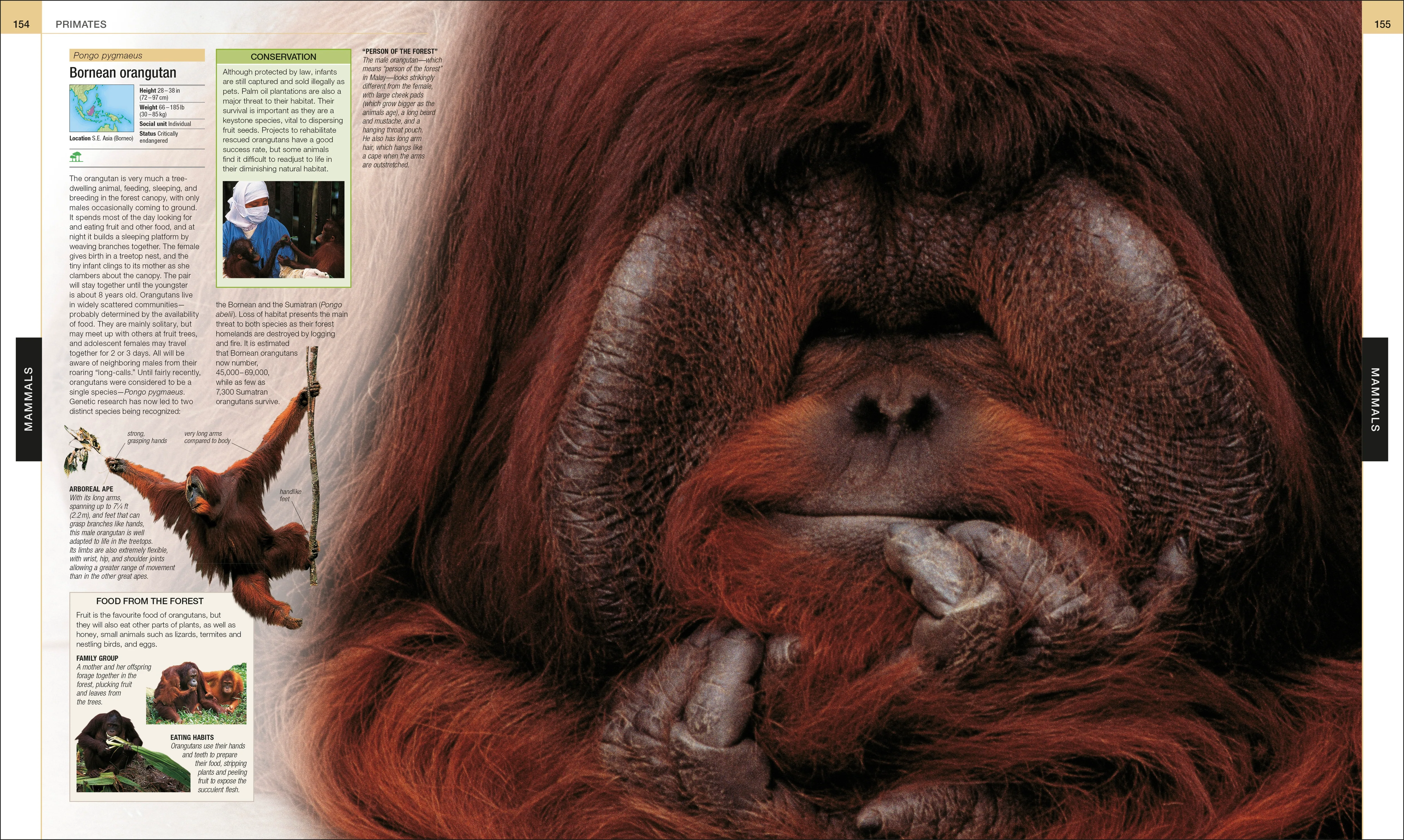 Animal - Image 8